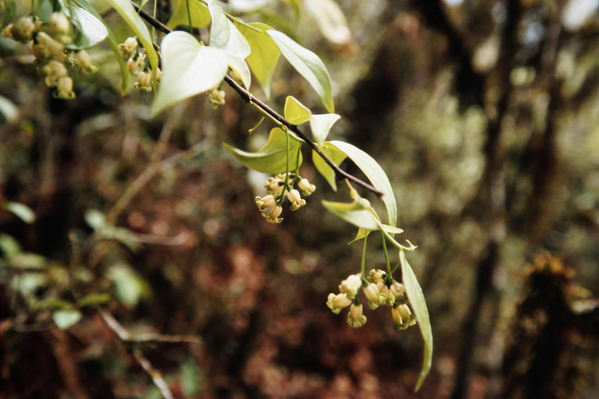 Schoepfia griffithii — Schoepfiaceae