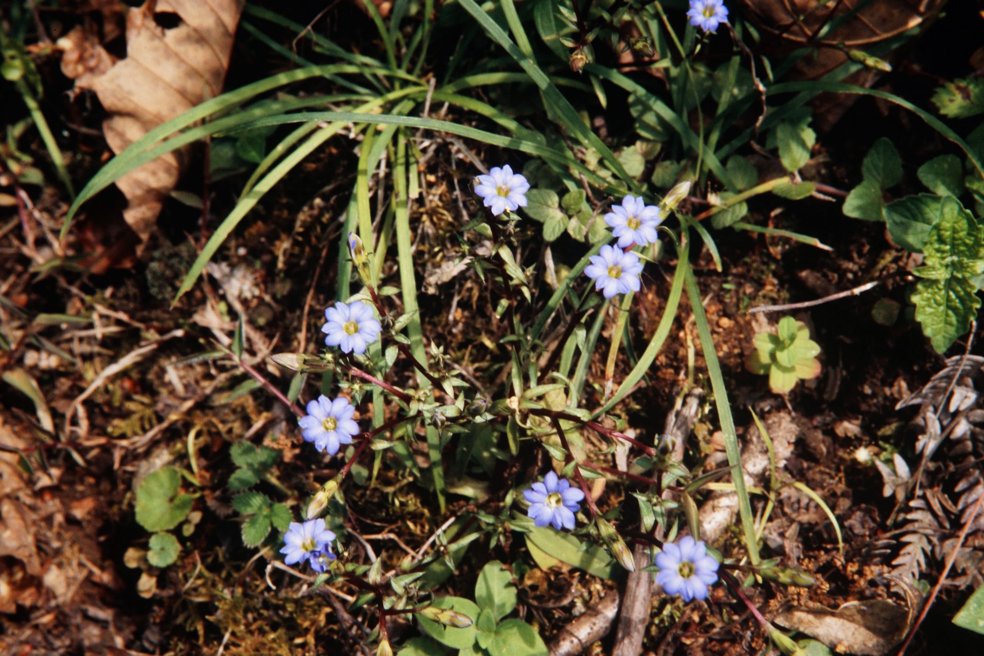 Gentiana maeulchanensis — Gentianaceae
