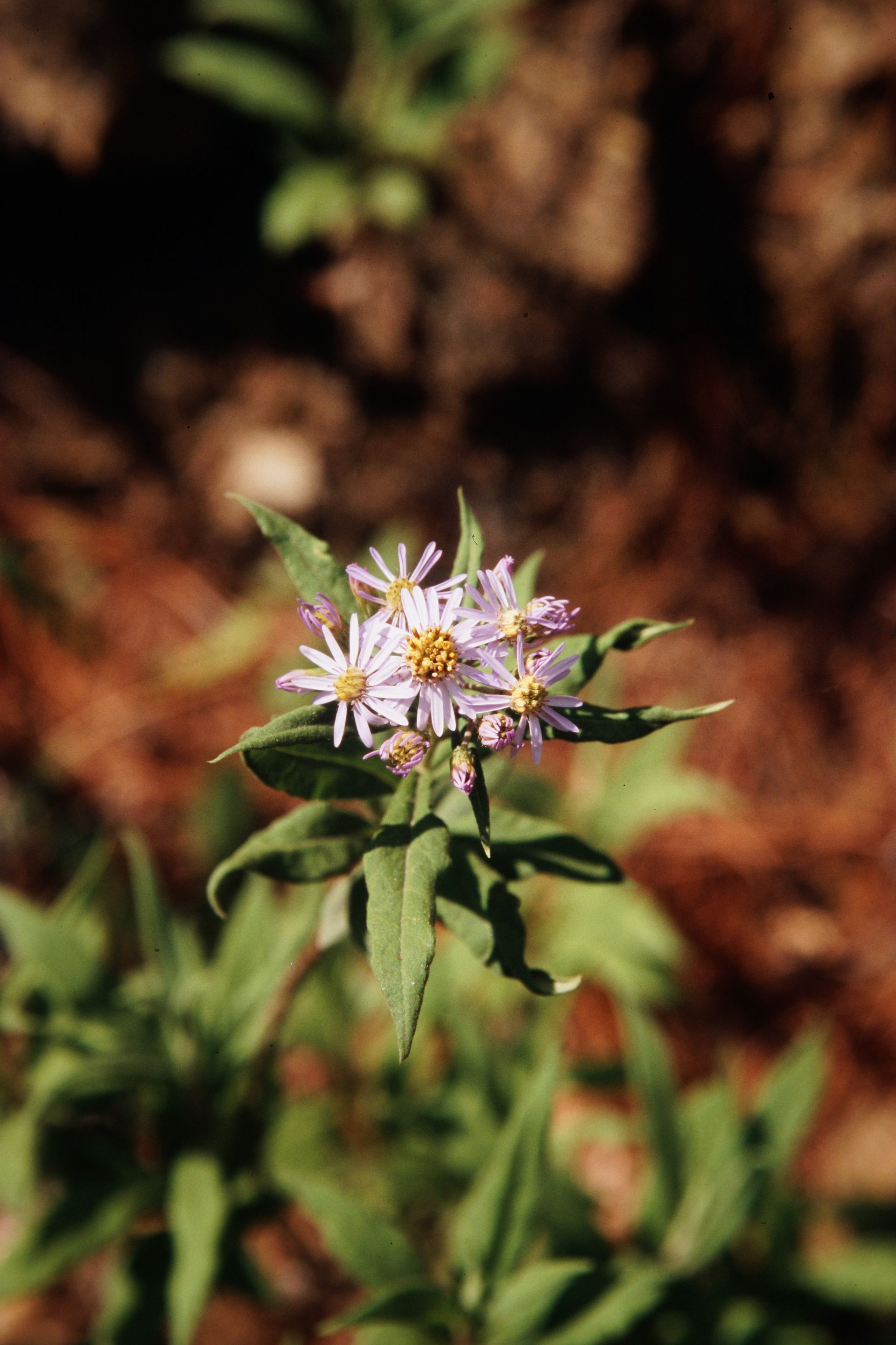 Aster nakaoi — Asteraceae