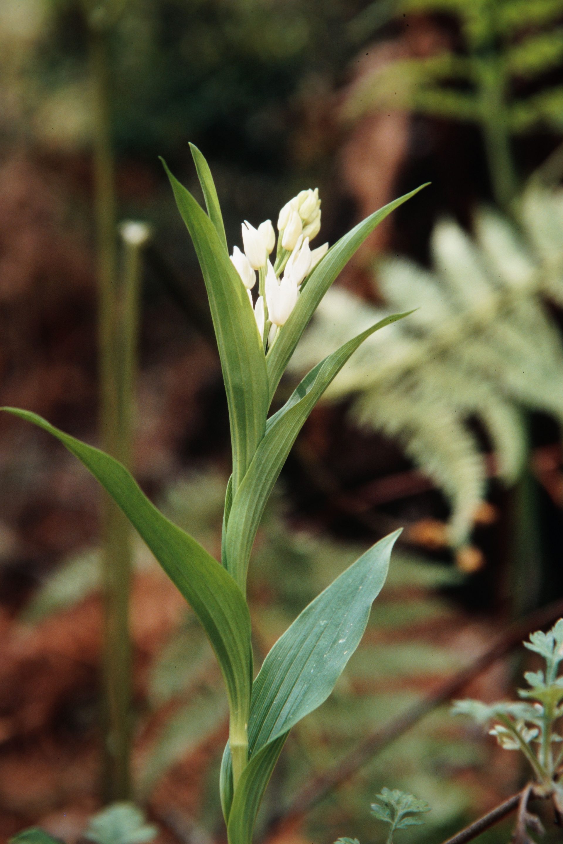 Cephalanthera longifolia — Orchideaceae