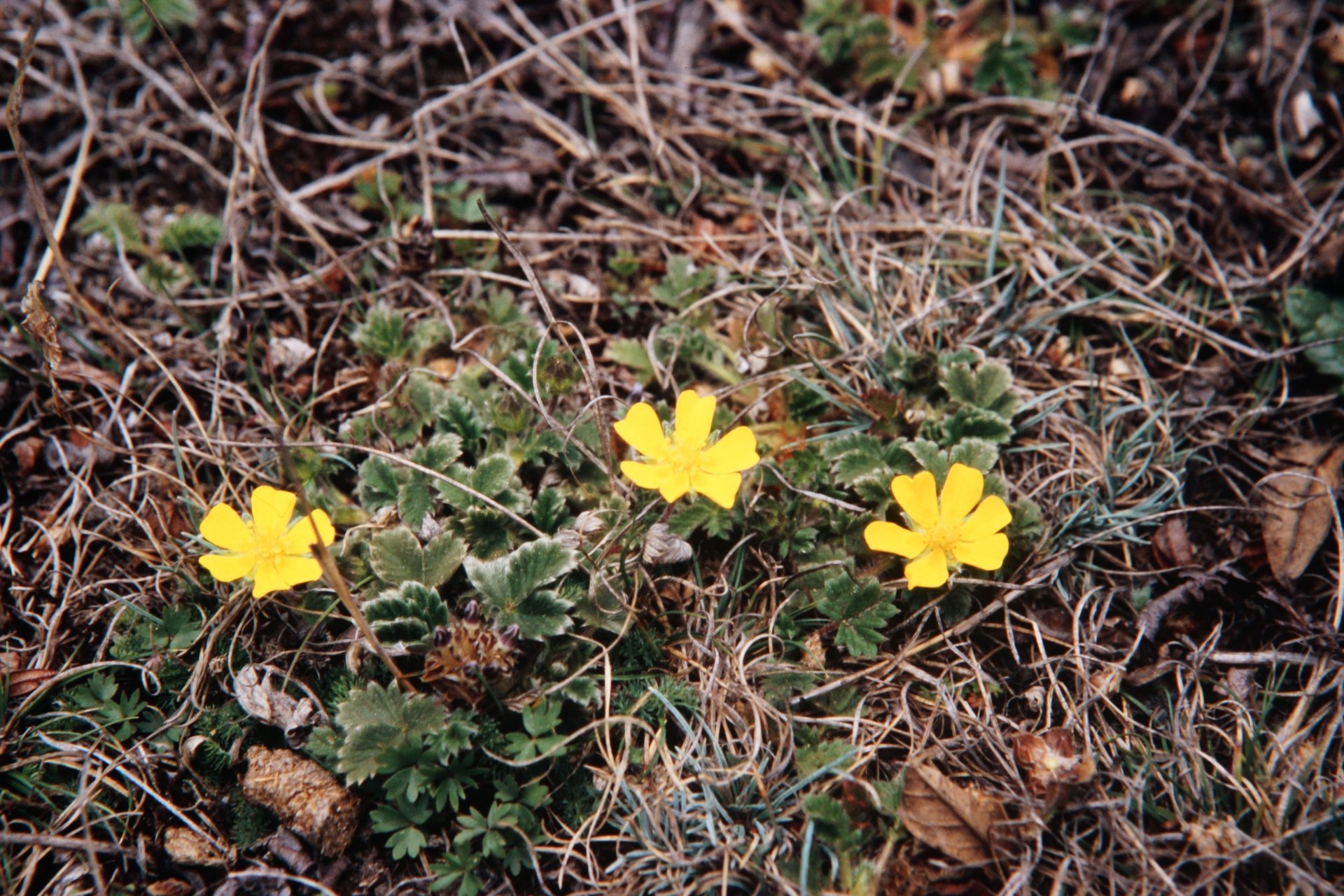 Potentilla saundersiana var. caespitosa — Rosaceae