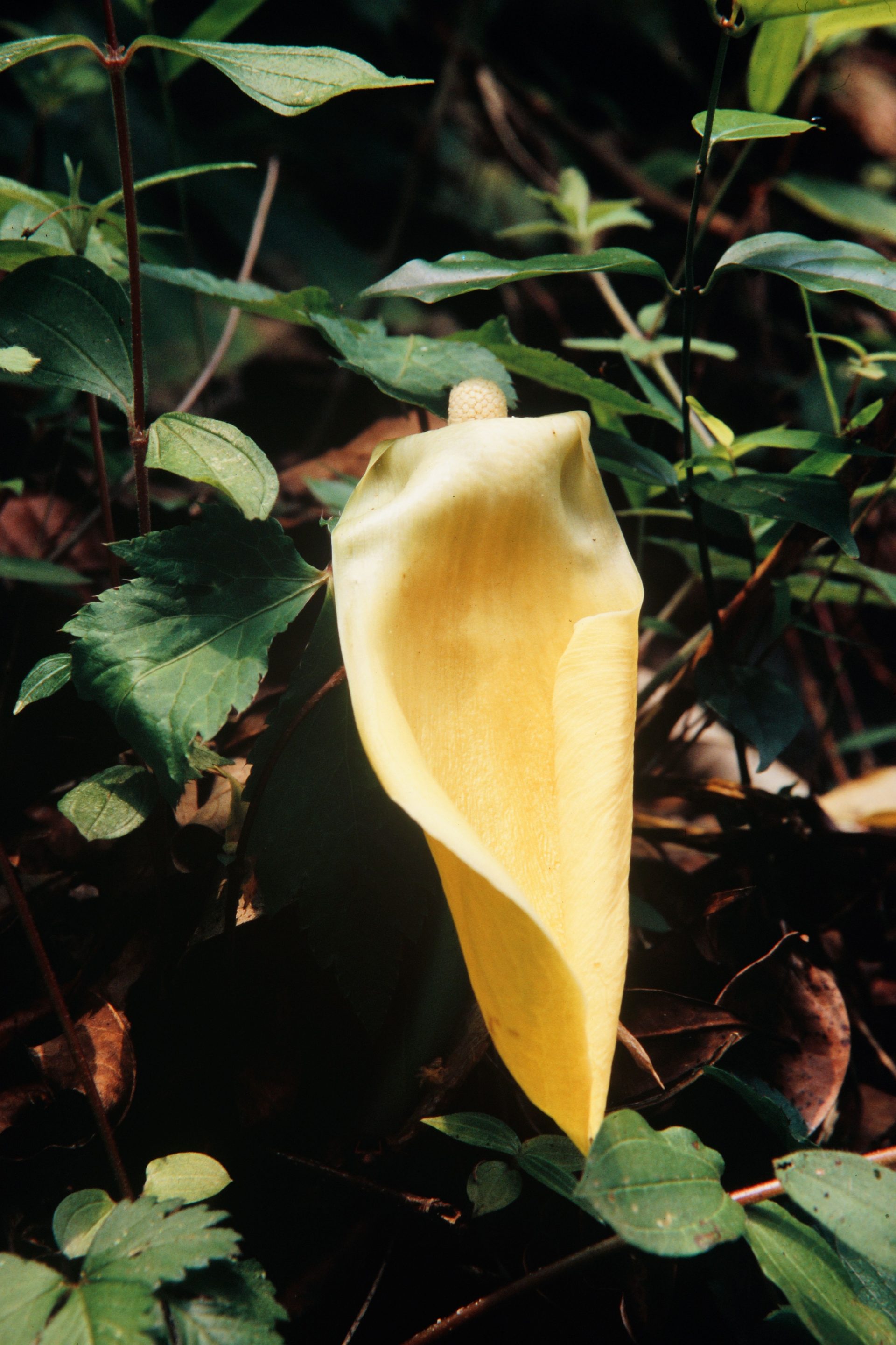 Amorphophallus napalensis — Araceae