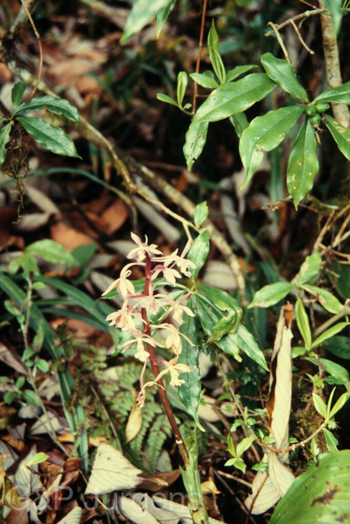 Nepal 97 106 P181