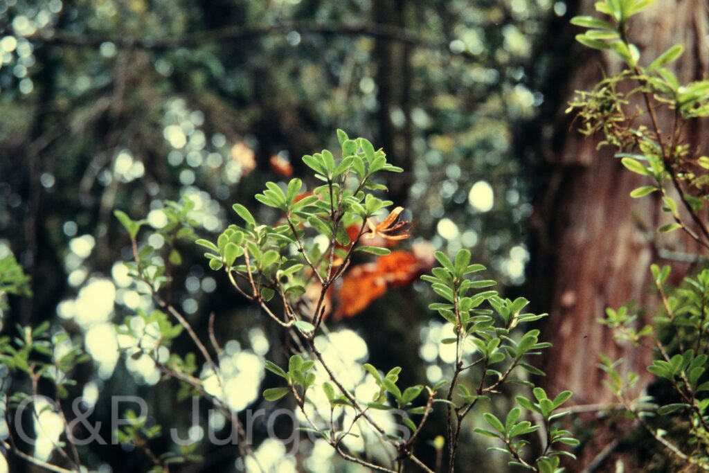Nepal 97 108 P184