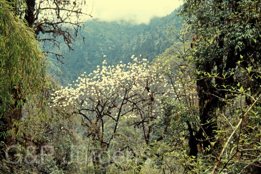 Nepal 97 118 P204