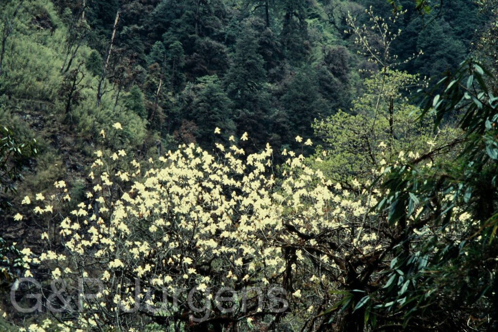 Nepal 97 119 G206 2