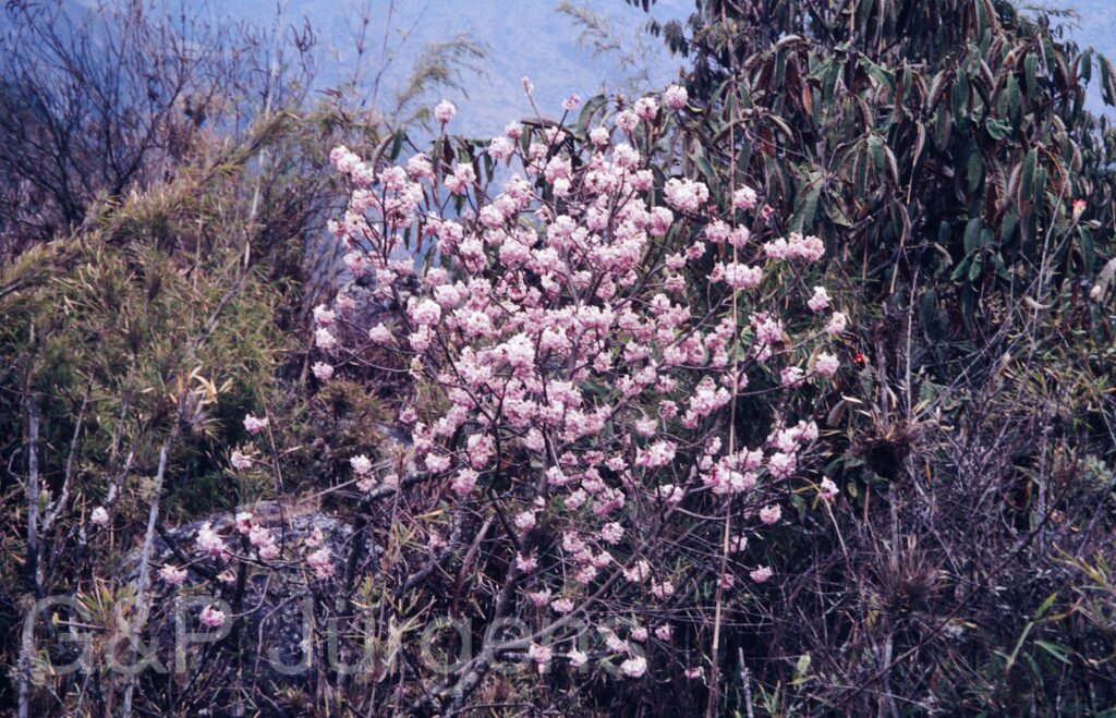 Nepal1992 108 W148 ergebnis