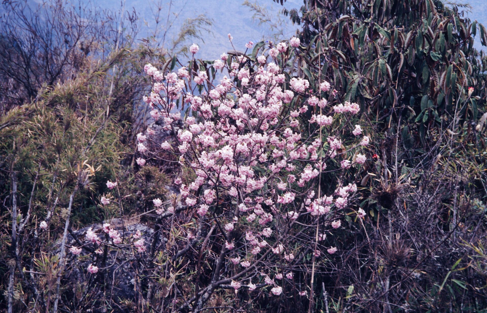 Daphne bholua var. glacialis — Thymelaeaceae