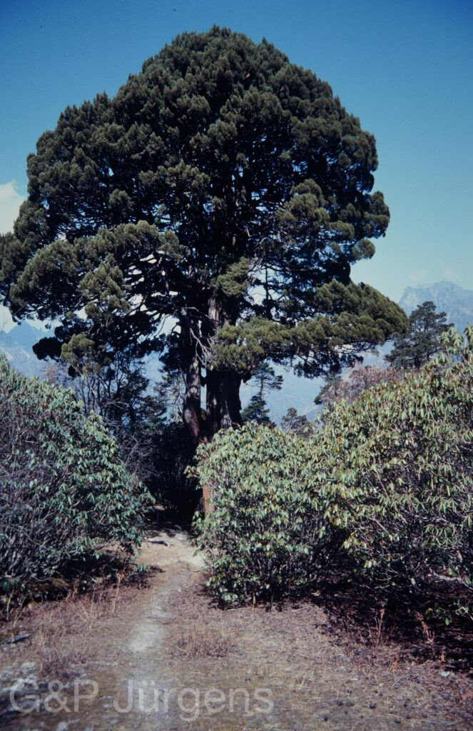 Nepal1992 120 P170 ergebnis