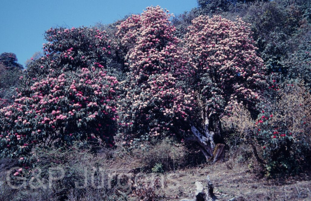 Nepal1992 228 P337 ergebnis