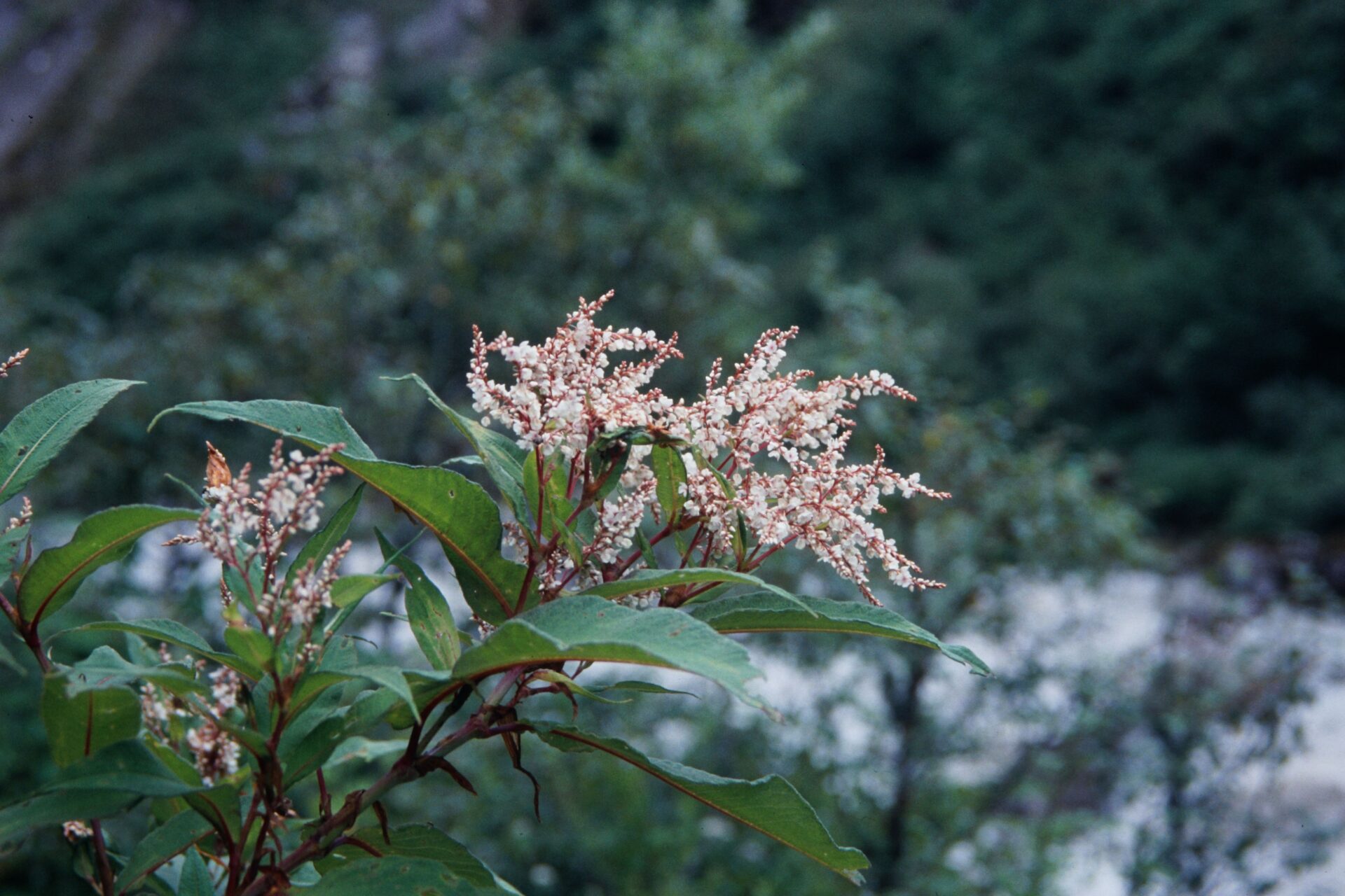 Persicaria wallichii — Polygonaceae