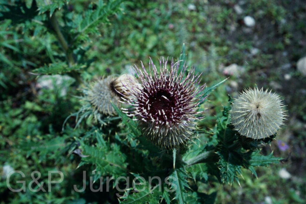 Sikkim2003 412 W574
