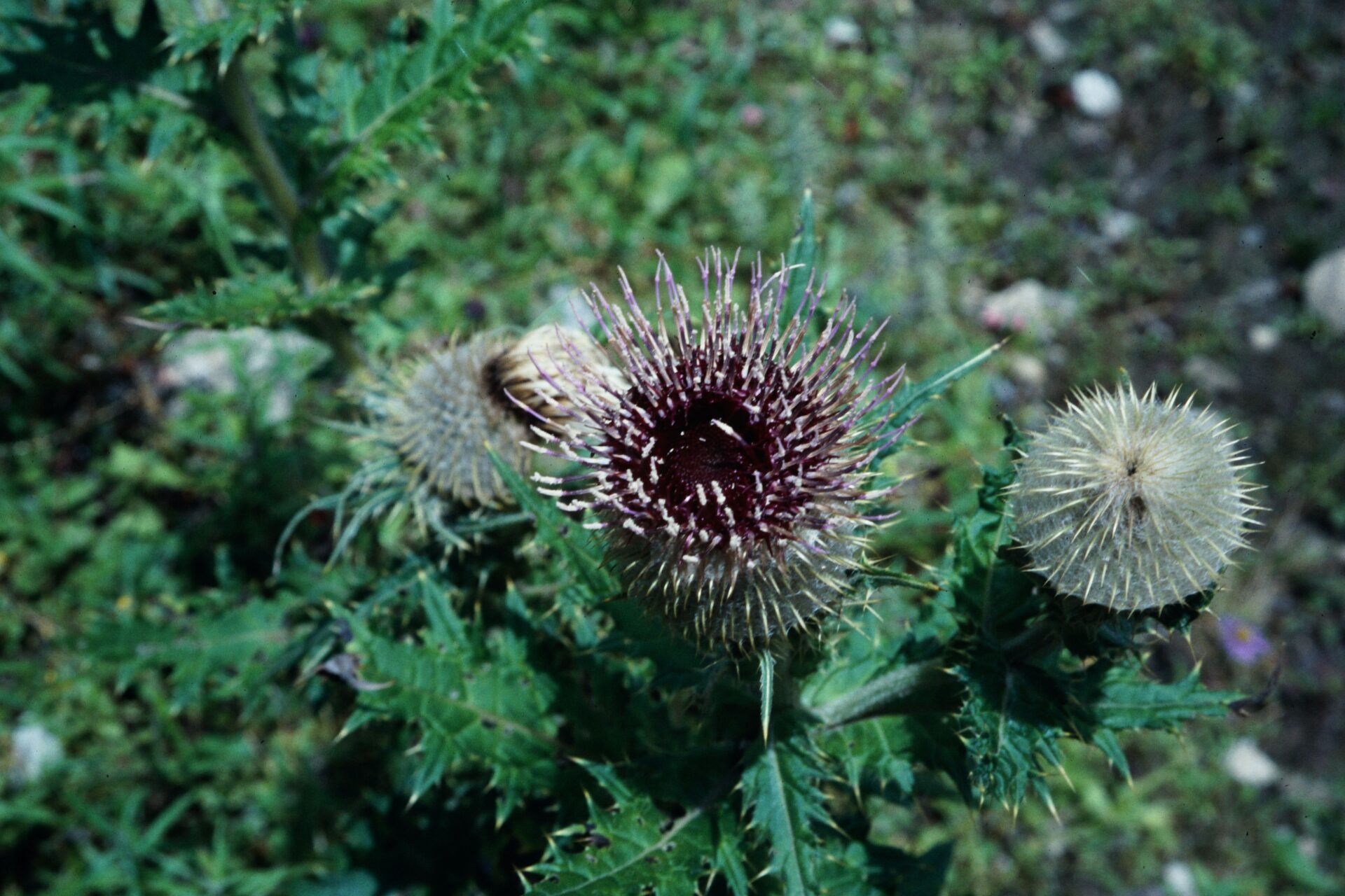 Cirsium eriophoroides — Asteraceae
