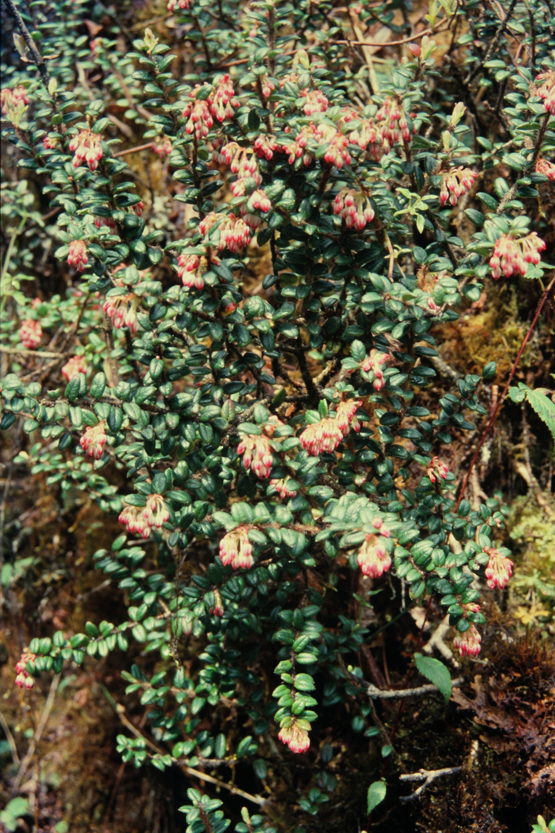 Vaccinium nummularia — Ericaceae