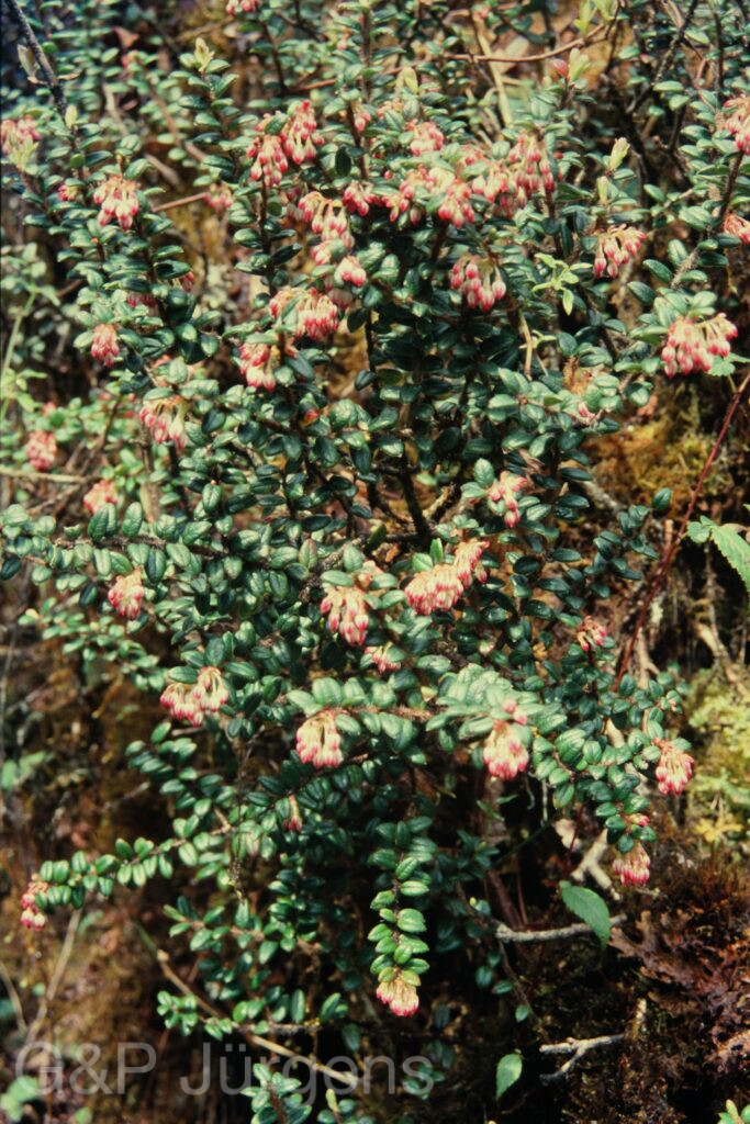 Vaccinium nummularia