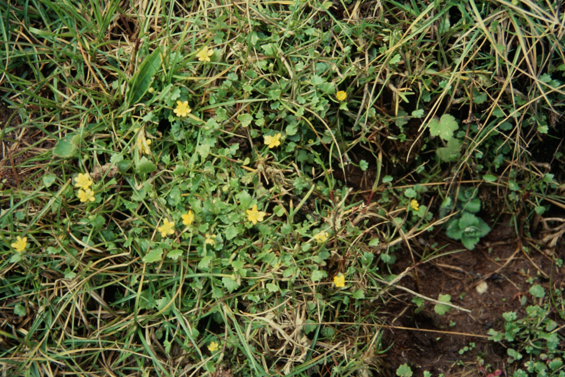 Halerpestes sarmentosa — Ranunculaceae