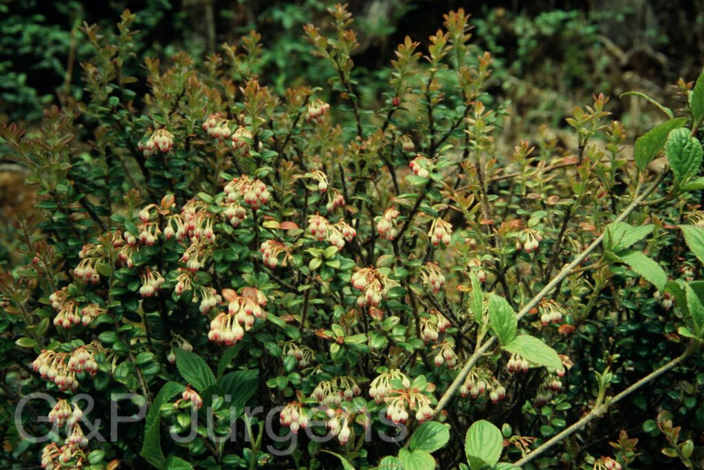 Sikkim2004 71 G163