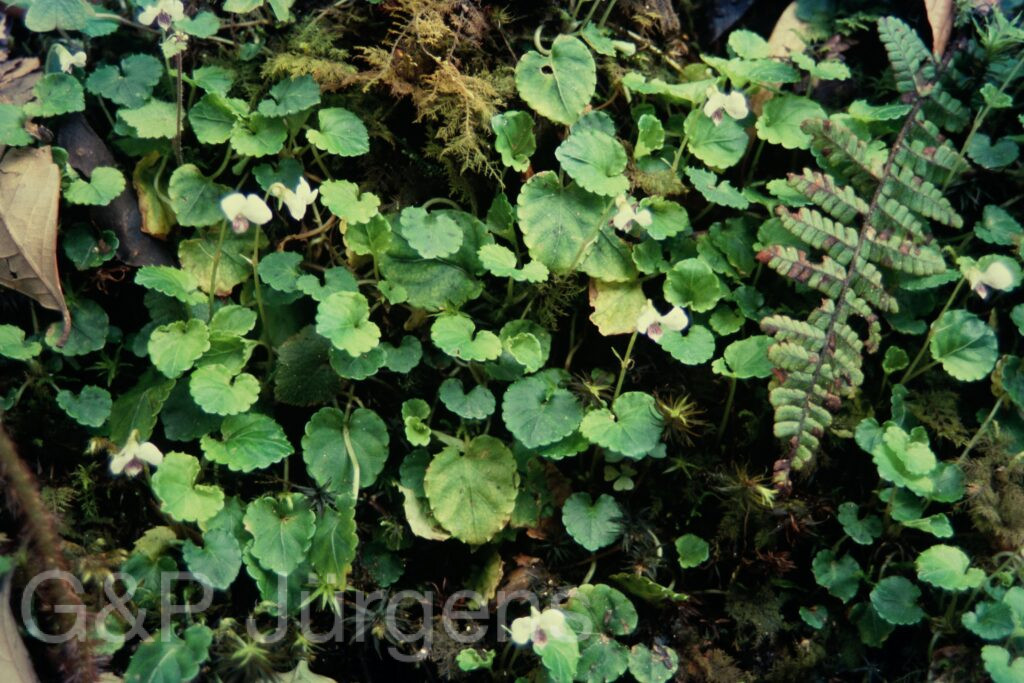 Sikkim2004 73 P128