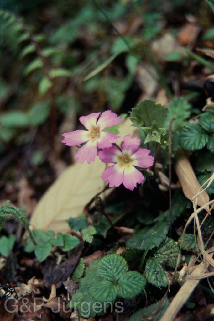 Sikkim2004 75 P131