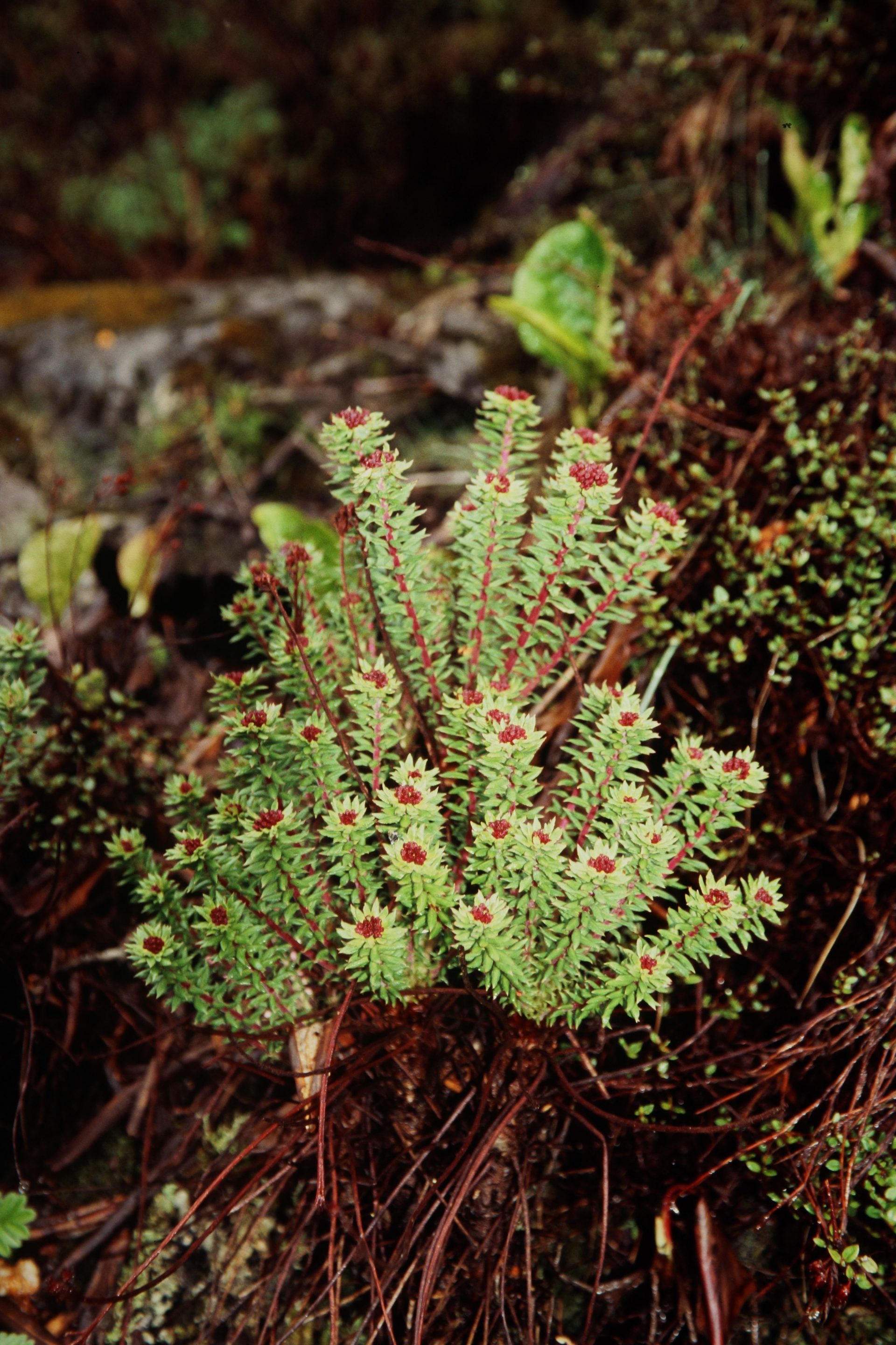 Rhodiola himalensis — Crassulaceae