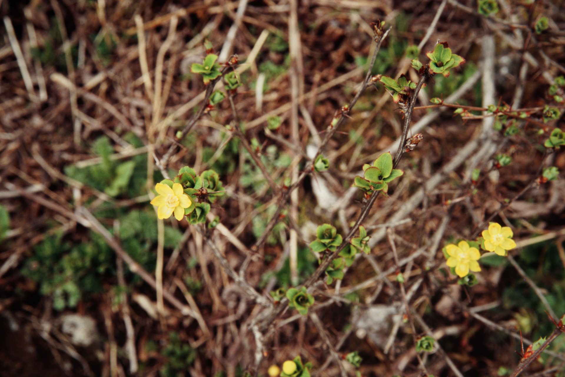 Berberis angulosa — Berberidaceae