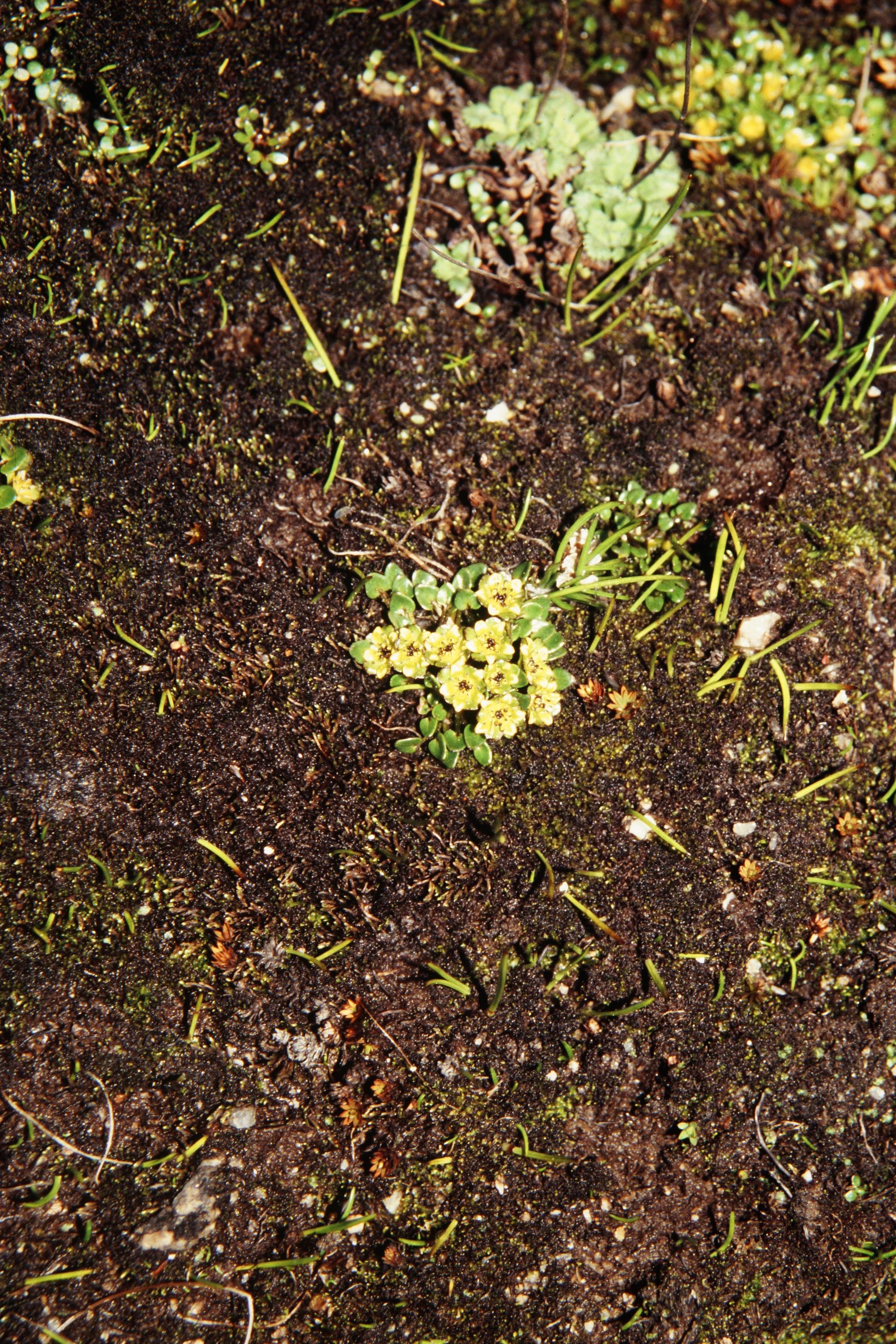 Paroxygraphis sikkimensis — Ranunculaceae