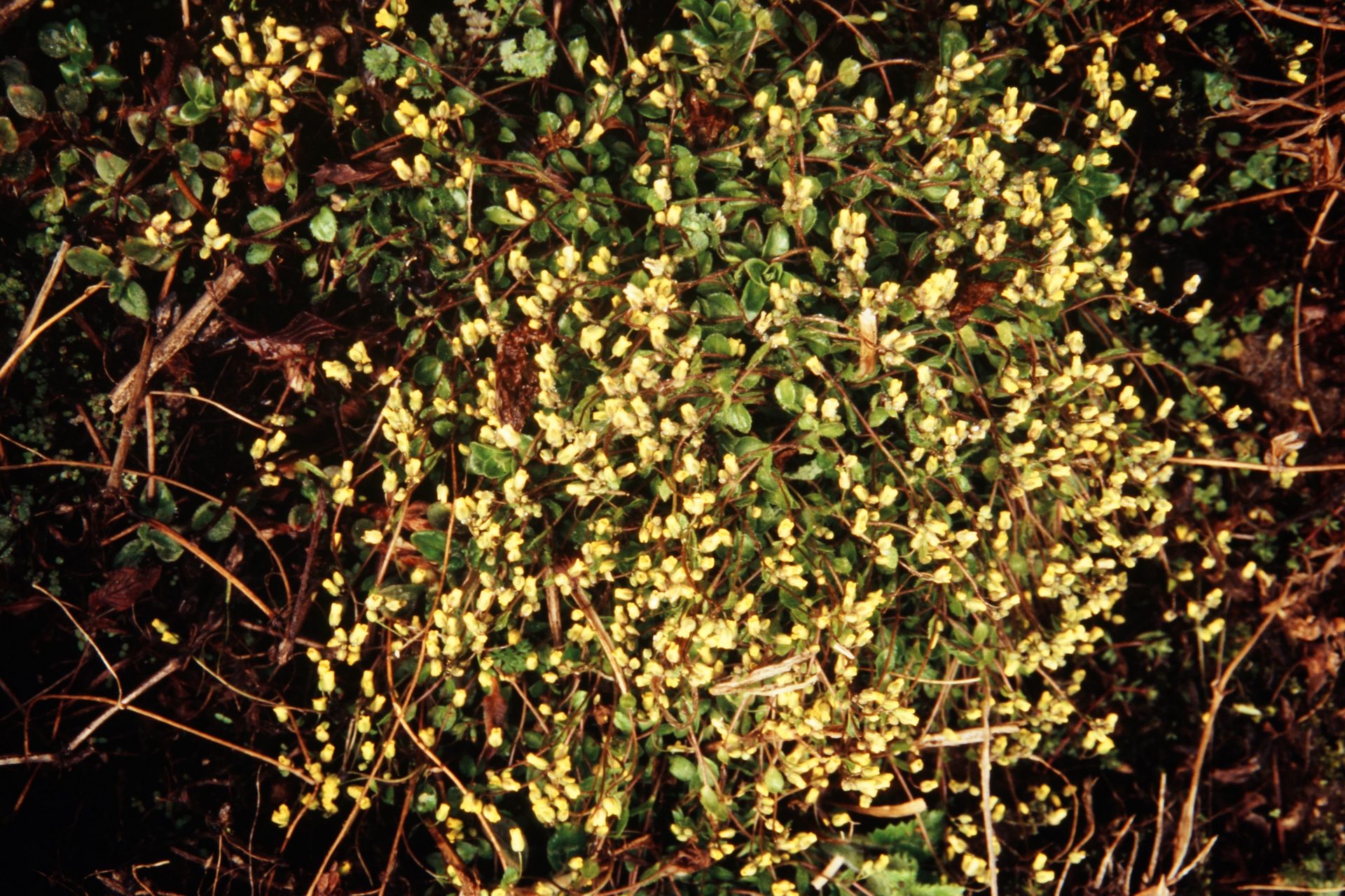 Draba gracillima — Brassicaceae