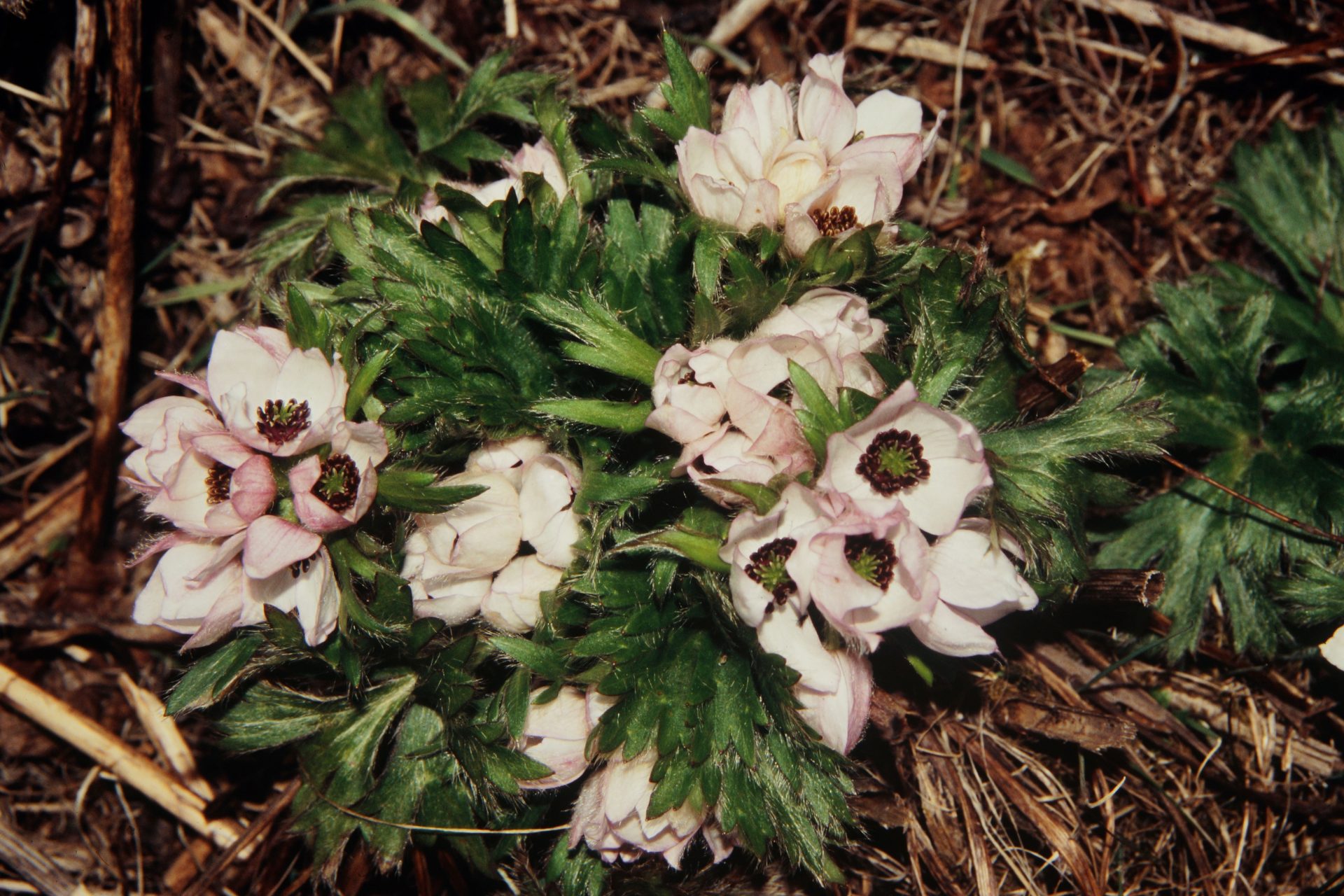 Anemonastrum demissum — Ranunculaceae