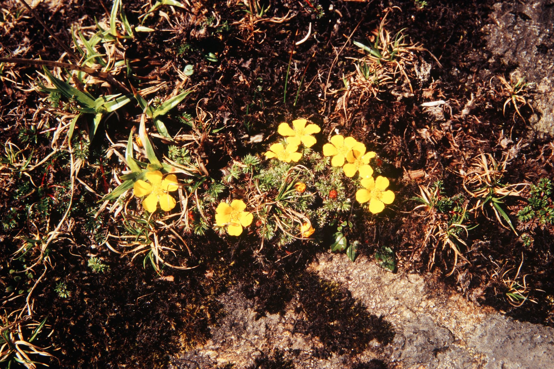 Potentilla microphylla — Rosaceae