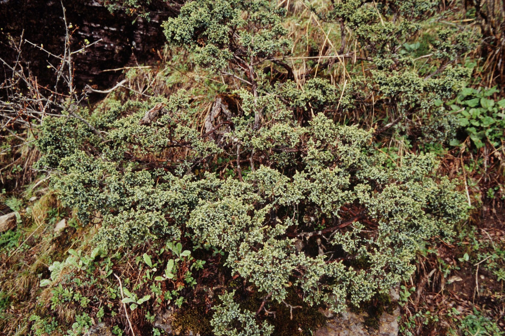 Juniperus squamata — Cupressaceae