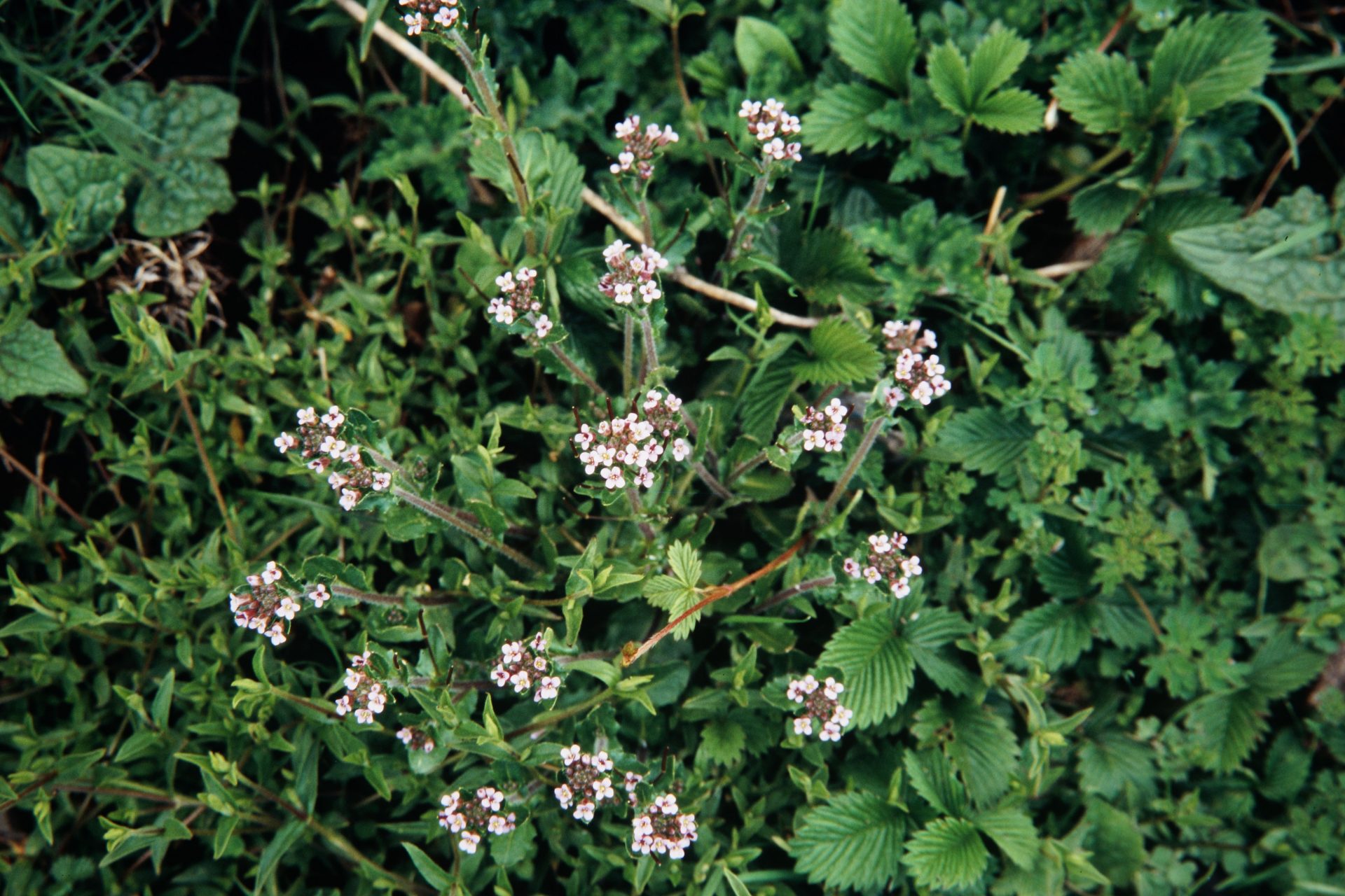 Crucihimalaya himalaica — Brassicaceae