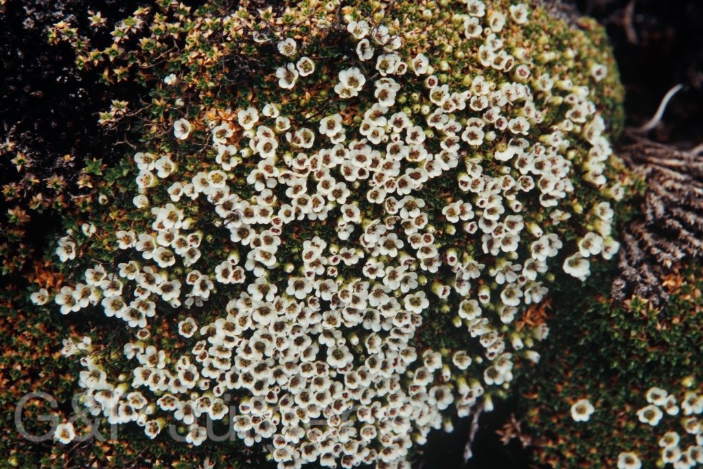 Bh09 19 P35