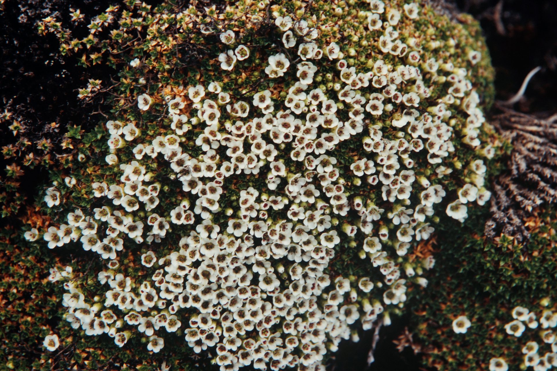 Arenaria densissima — Caryophyllaceae