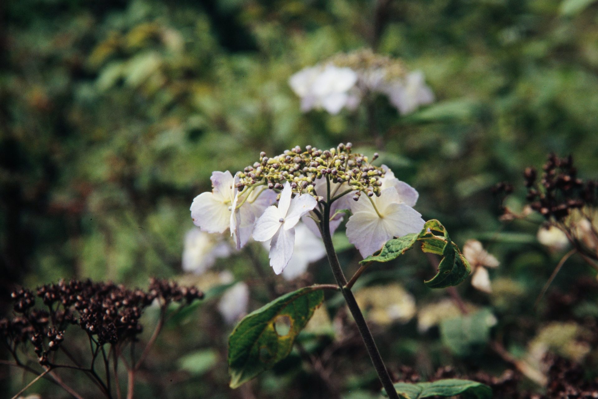 Hydrangea stylosa — Hydrangeaceae
