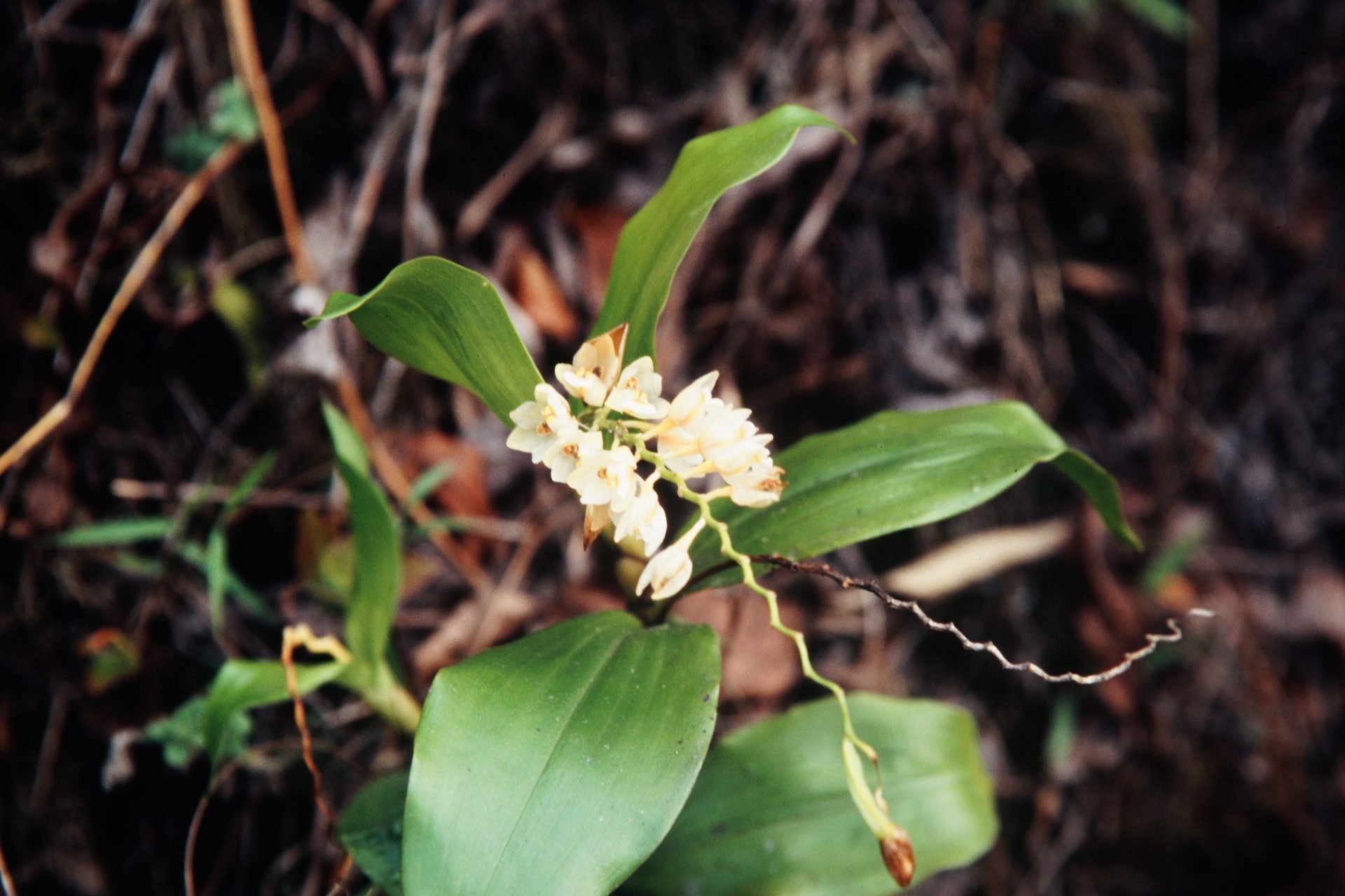 Coelogyne articulata — Orchideaceae