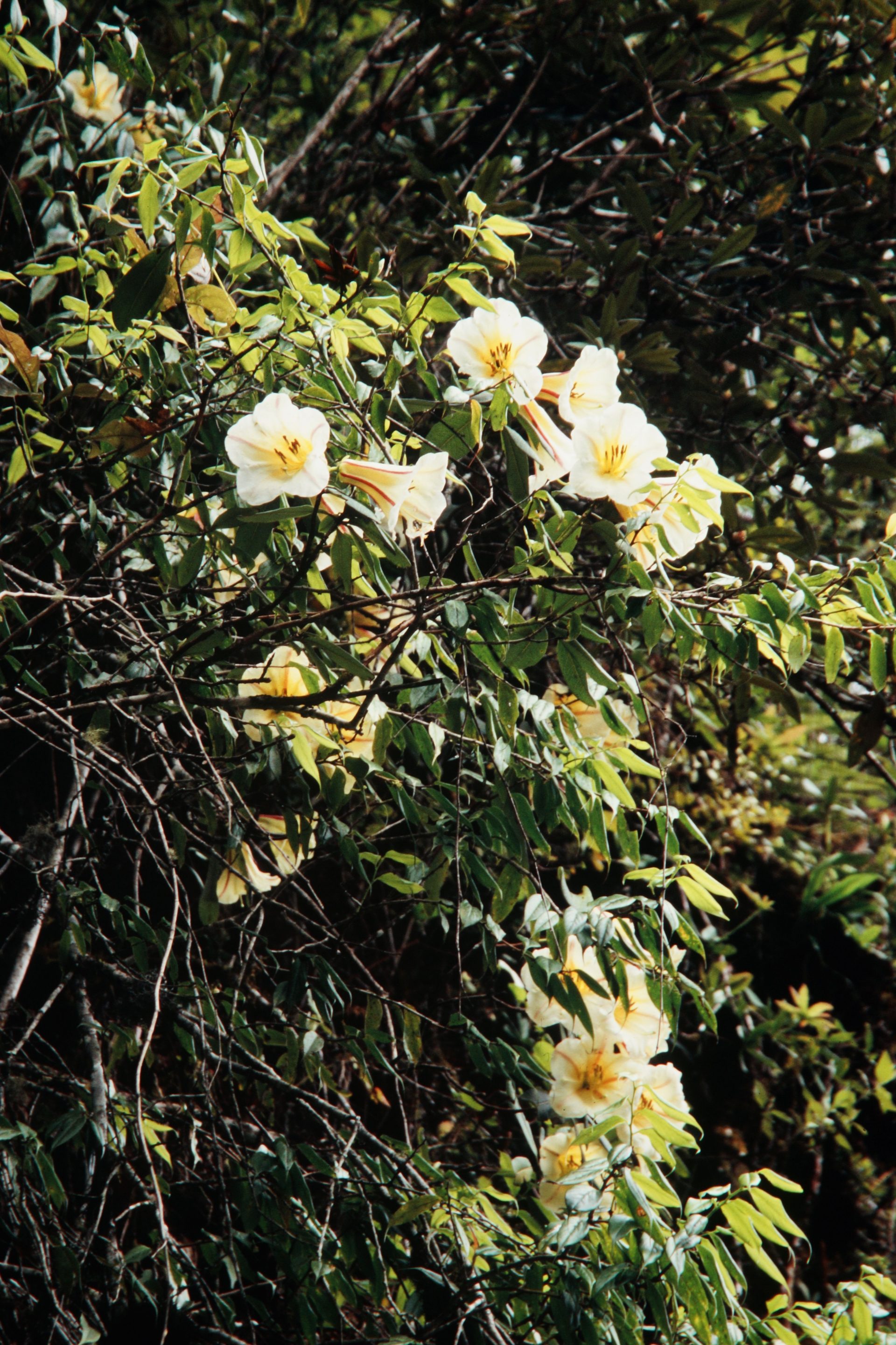 Rhododendron dalhousieae — Ericaceae