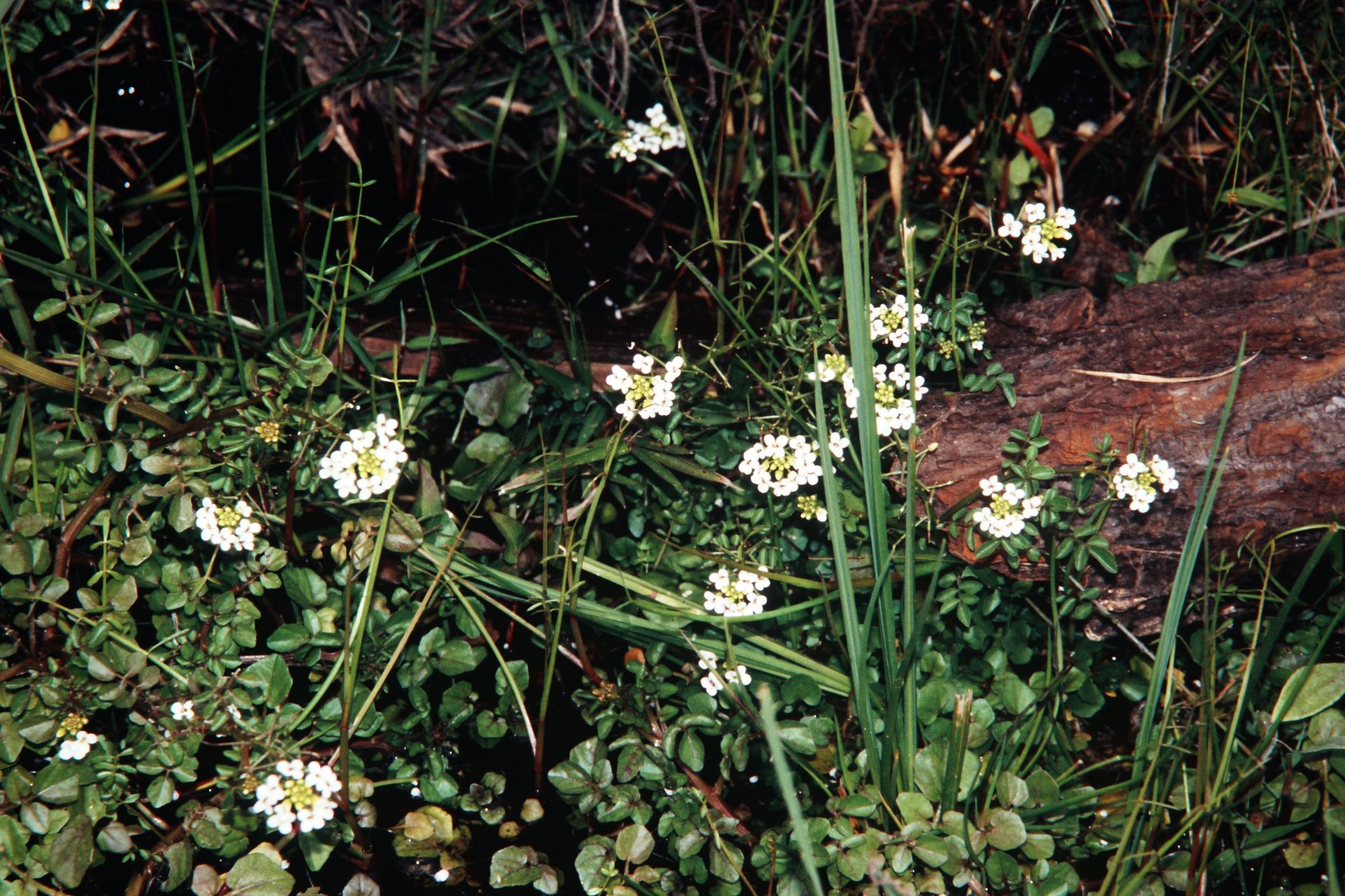Nasturtium officinale — Brassicaceae