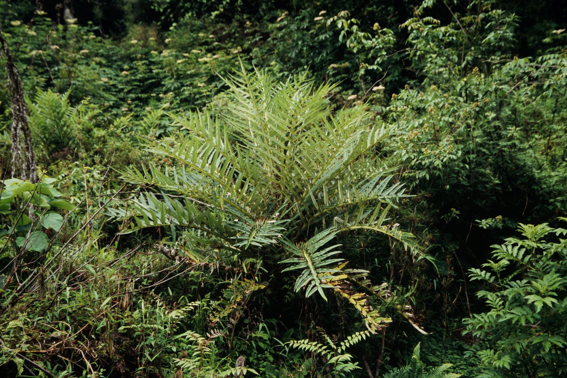 Cirsium laniflorum — Asteraceae