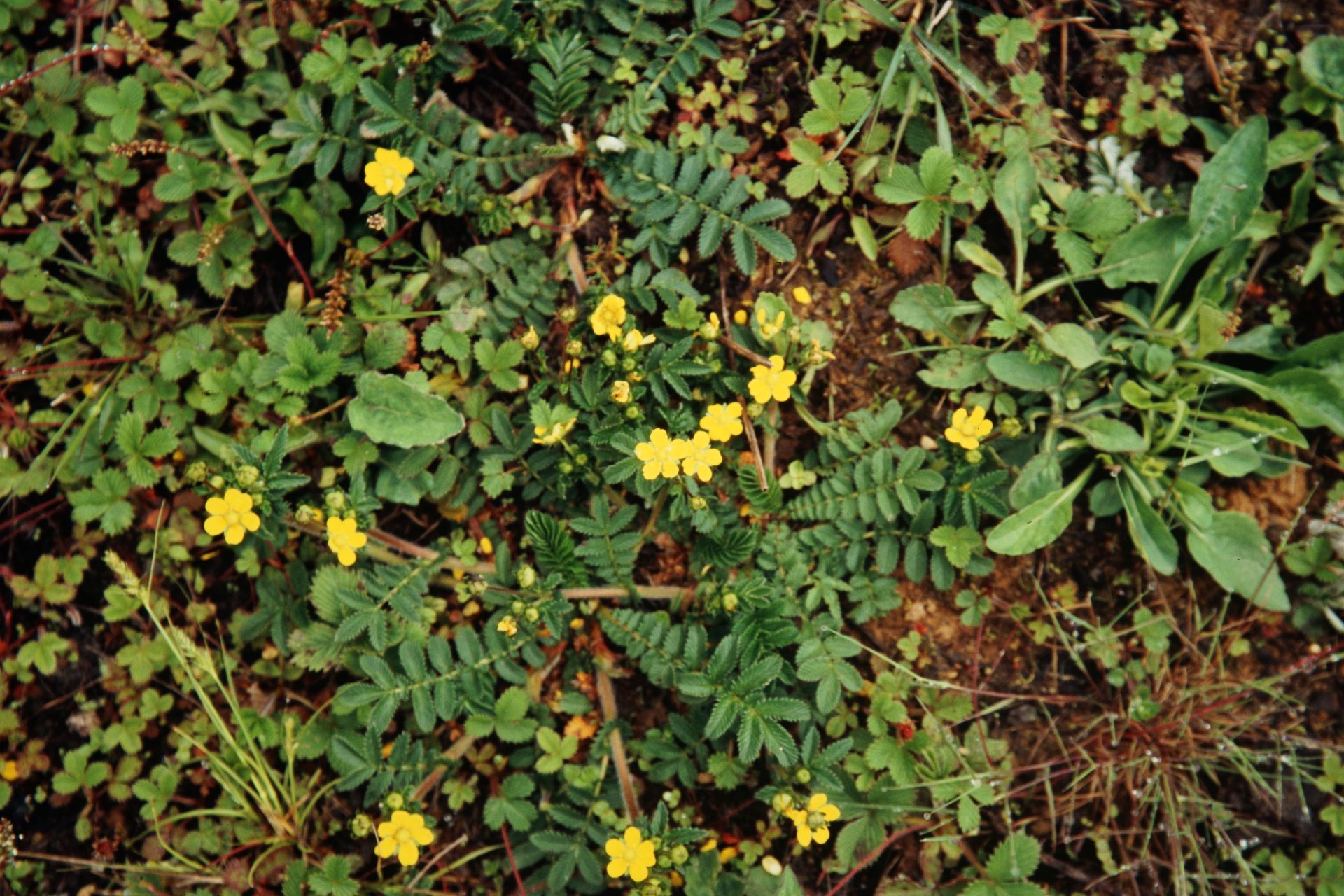 Potentilla lineata — Rosaceae
