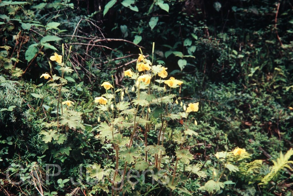 Bh09 293 G482