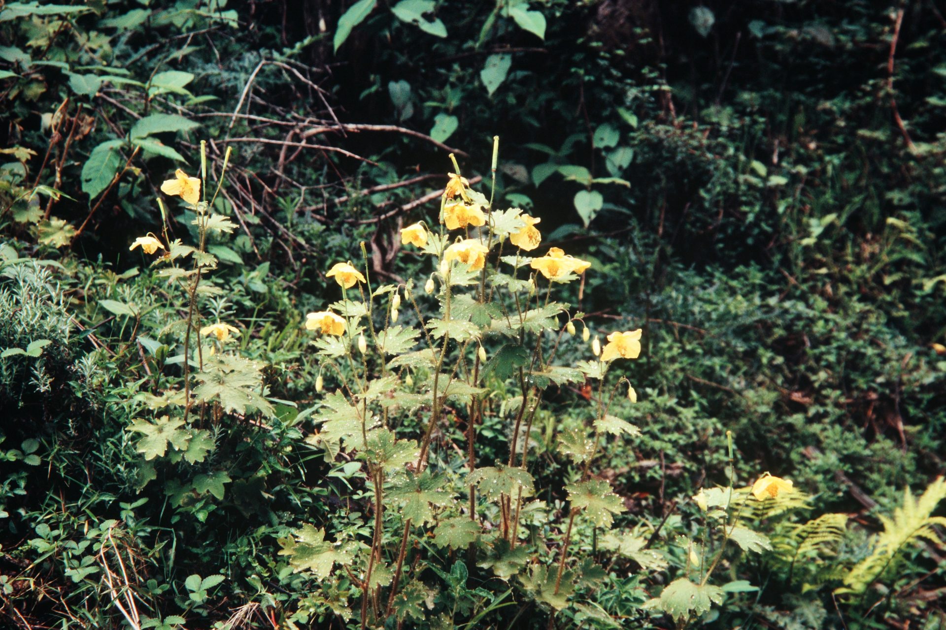 Cathcartia villosa — Papaveraceae