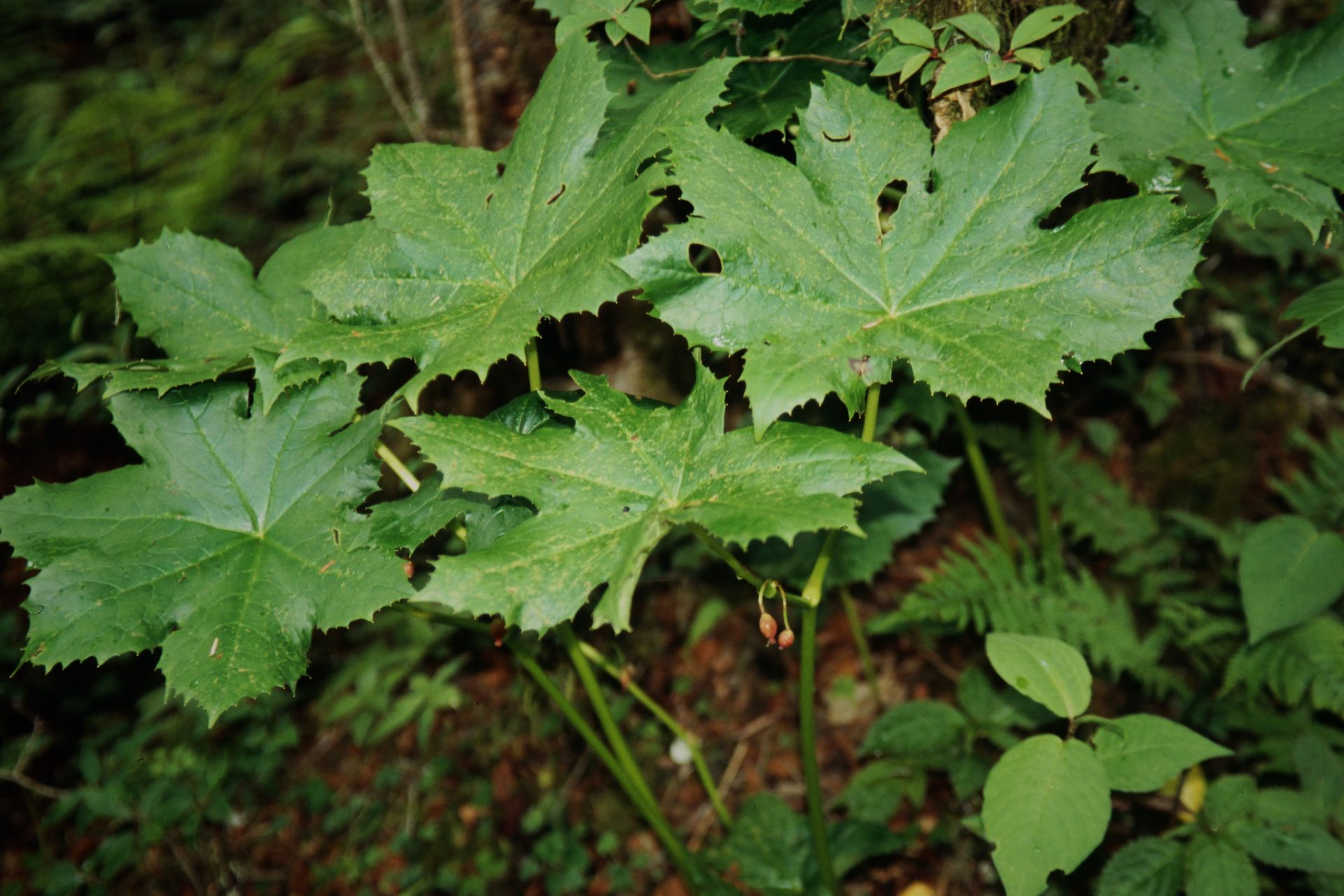 Podophyllum aurantiocaule — Berberidaceae