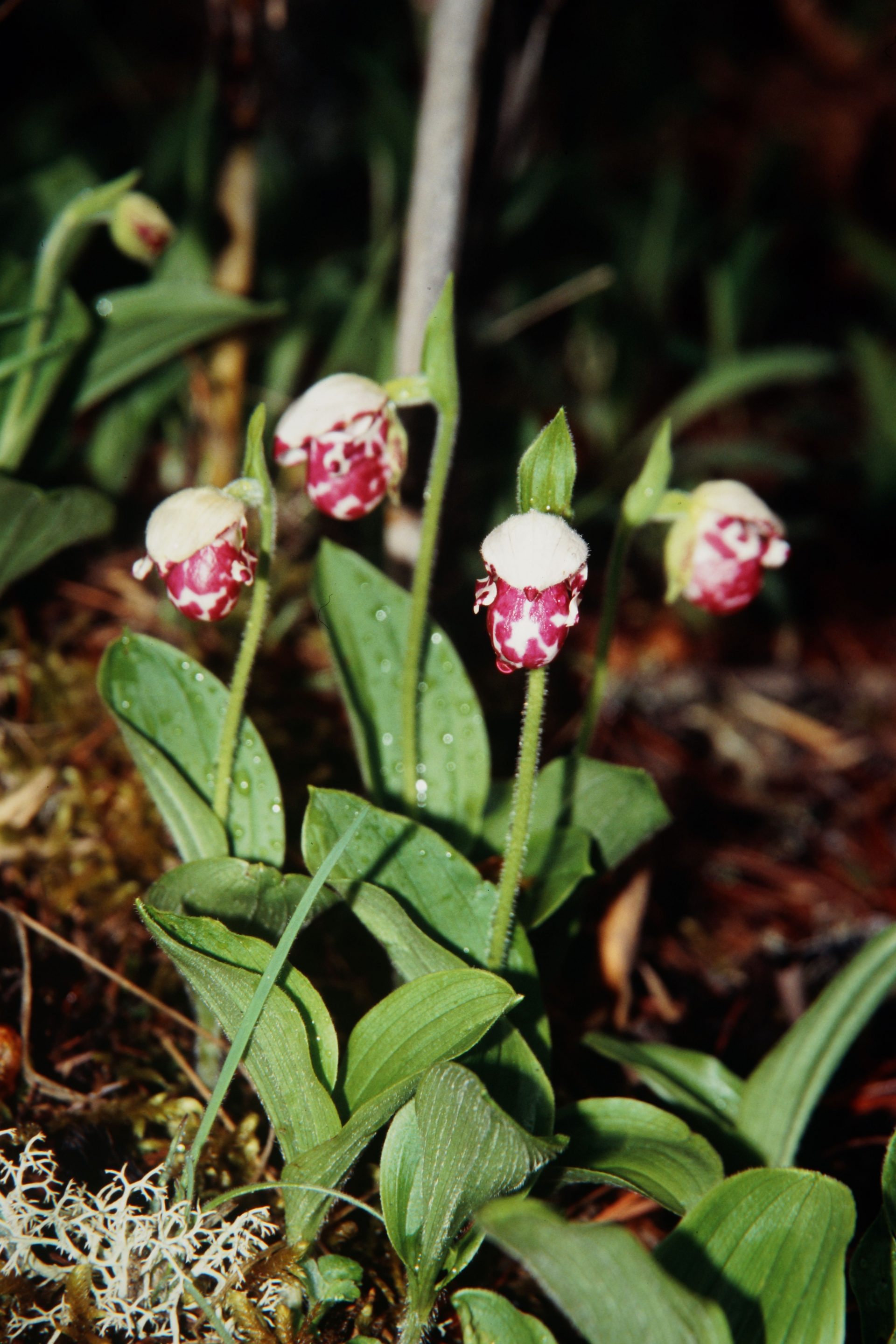 Cypripedium guttatum — Orchideaceae