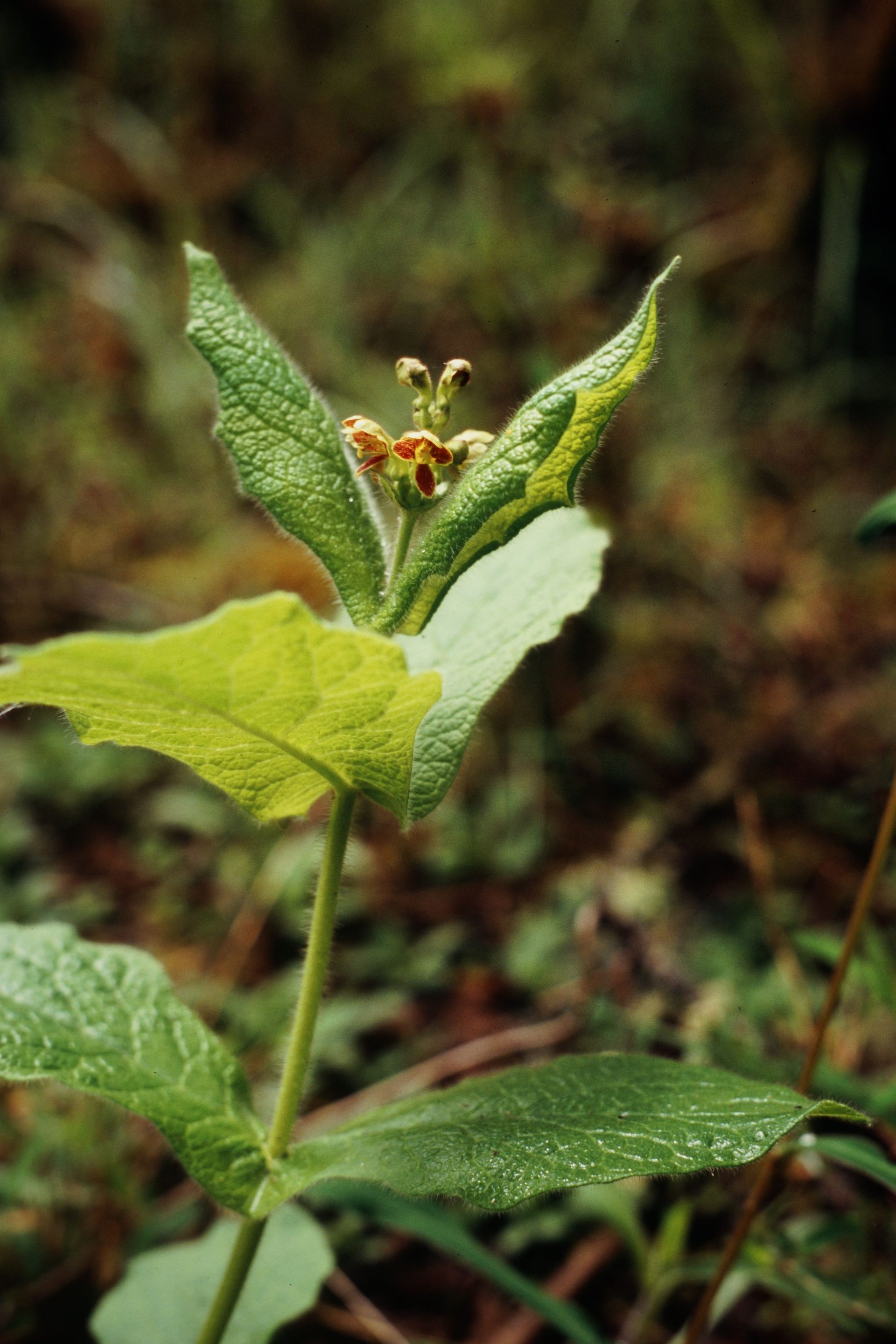 Triosteum himalayanum — Caprifoliaceae