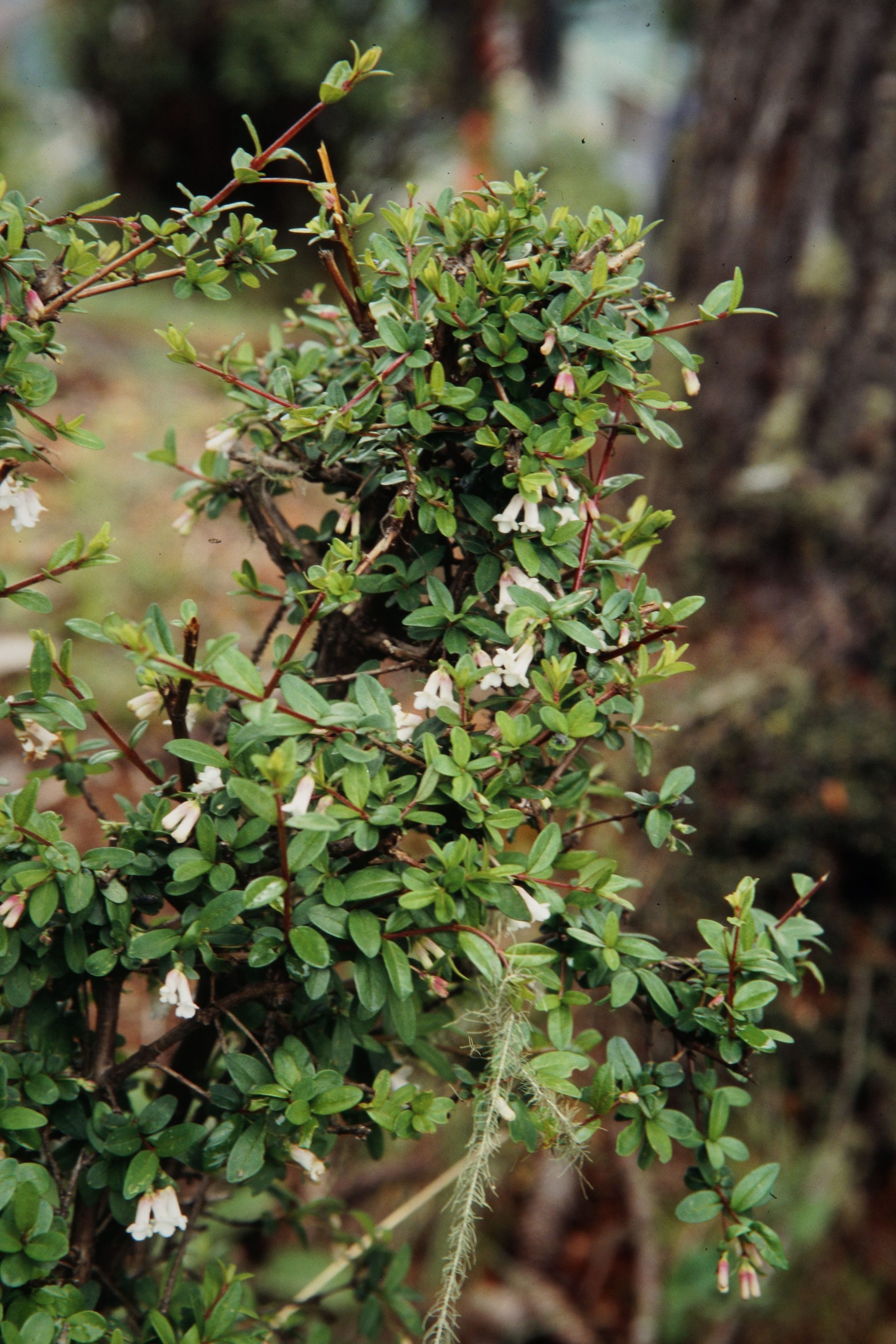 Lonicera angustifolia var. myrtillus — Caprifoliaceae