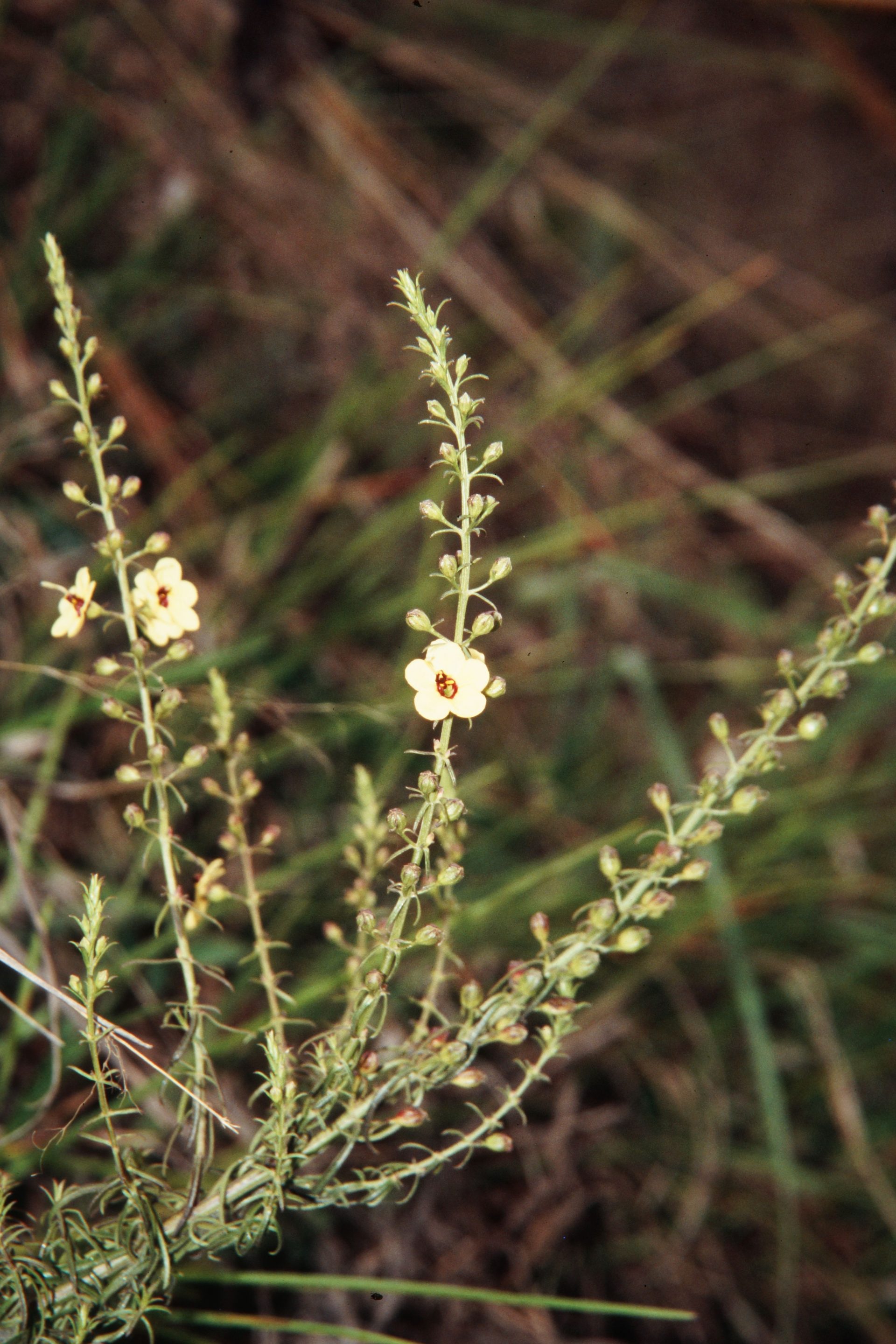 Sopubia trifida — Orobanchaceae