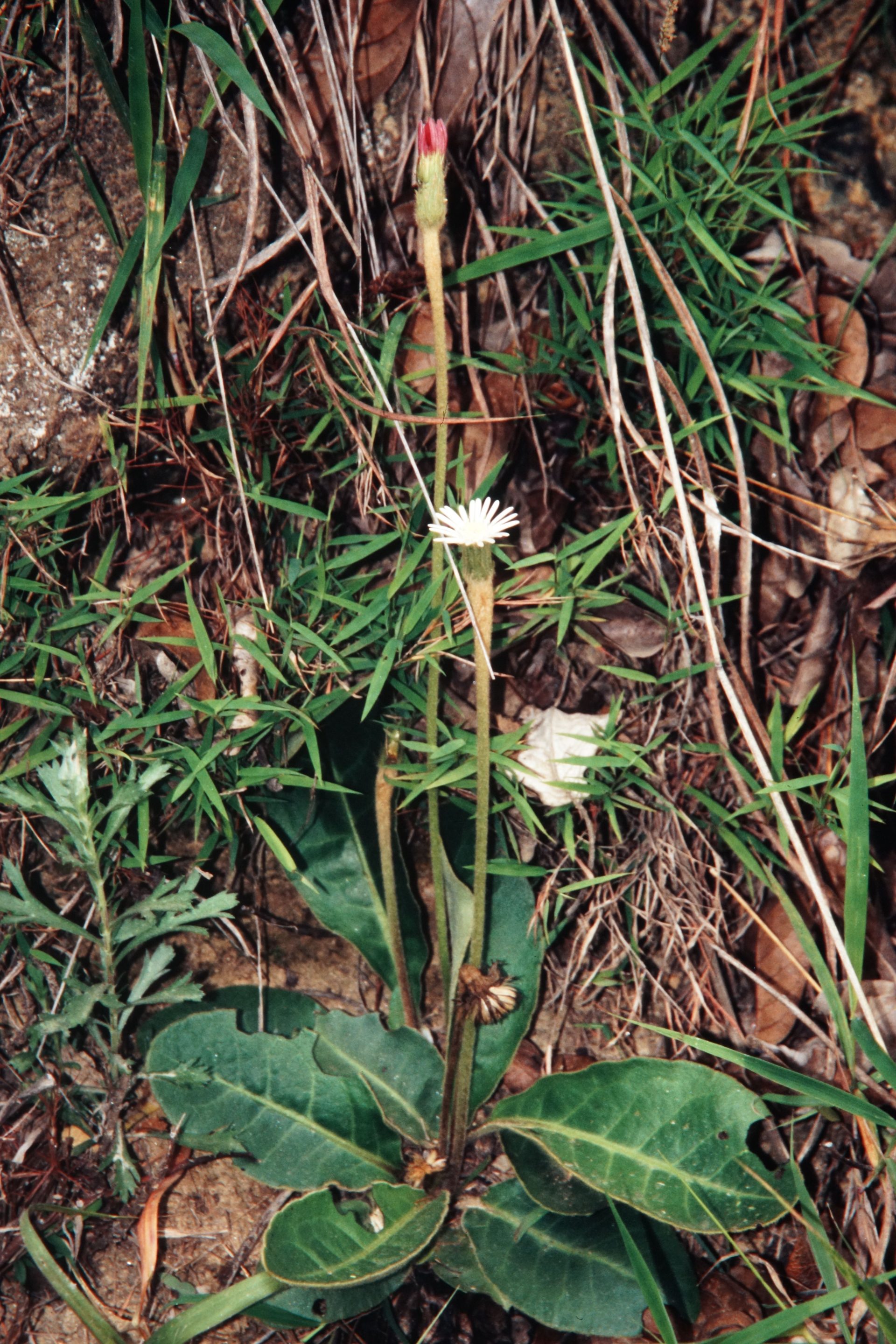 Gerbera piloselloides — Asteraceae