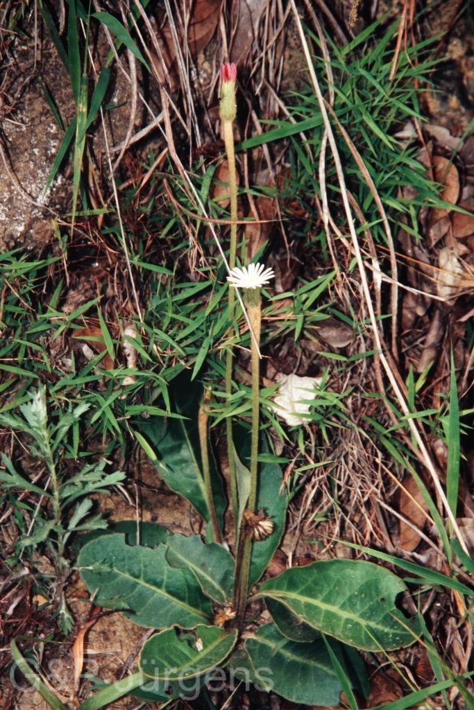 Bh09 355 G572