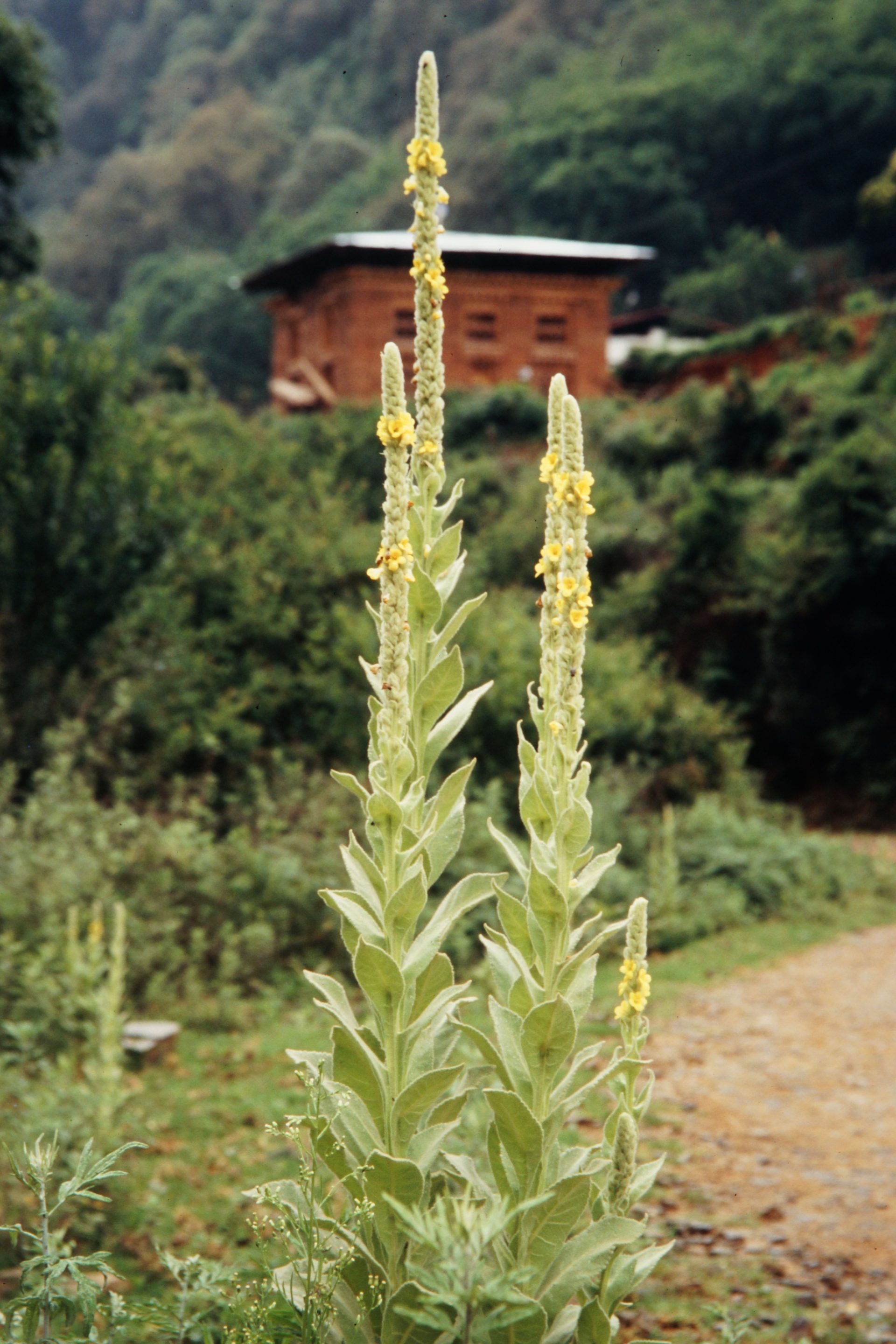 Verbascum thapsus — Scrophulariaceae