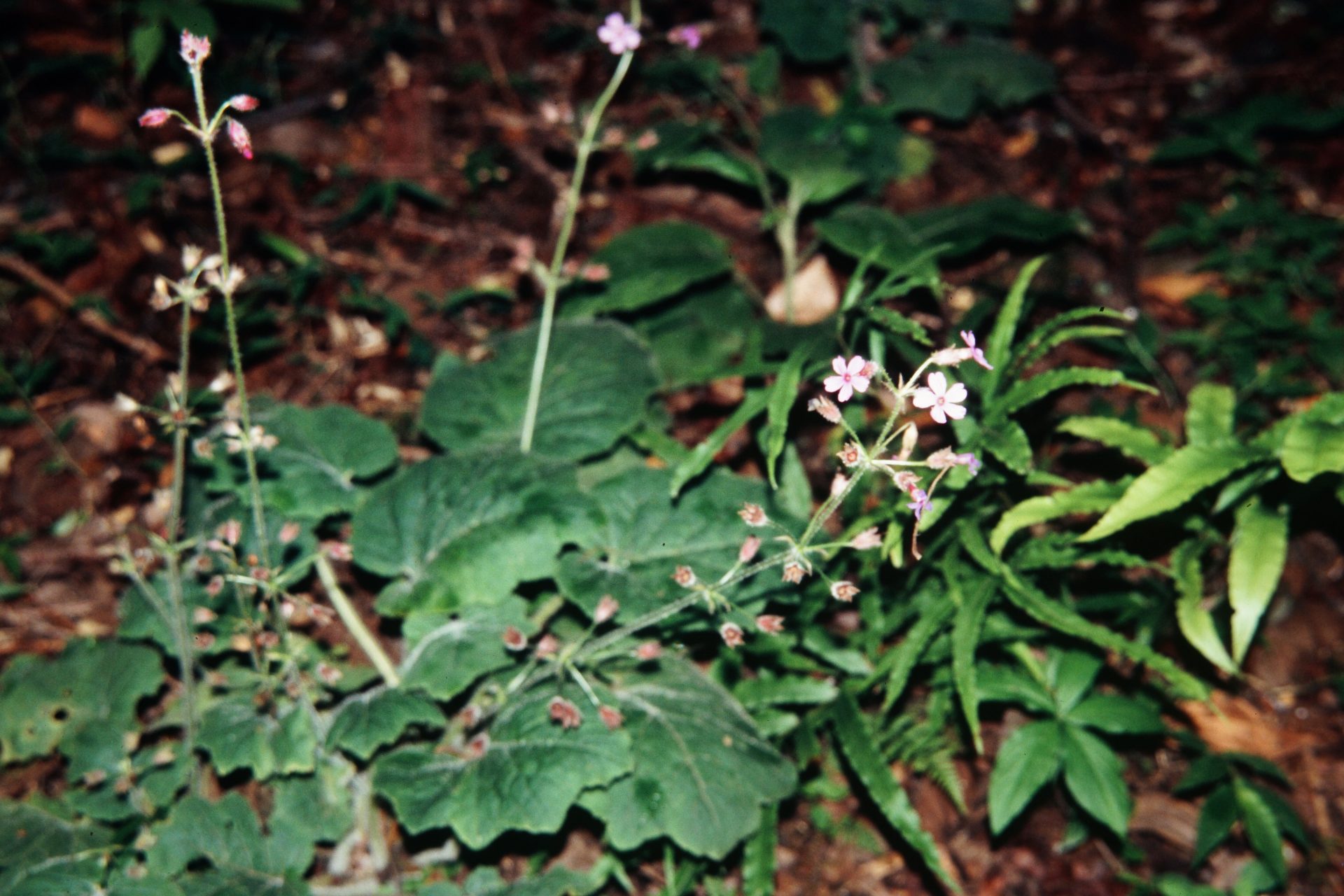 Primula mollis — Primulaceae